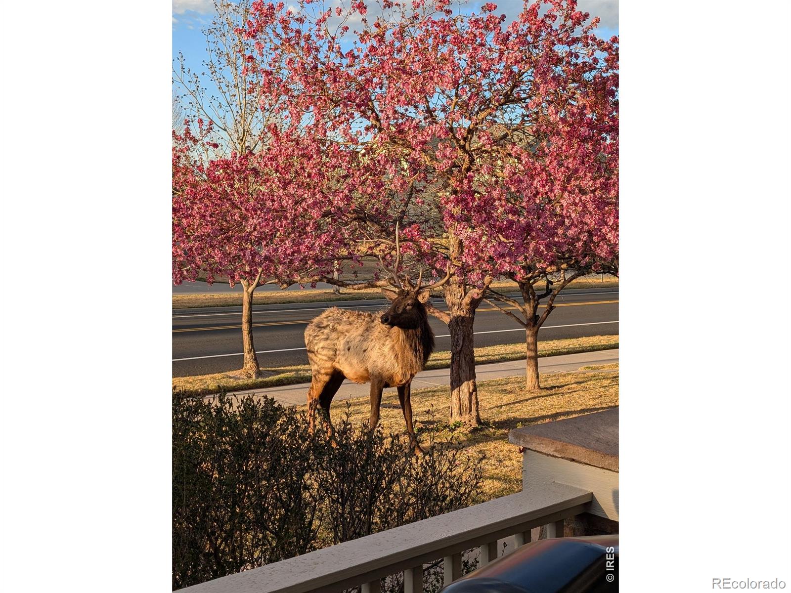 2980 Tabernash Drive Loveland CO 80538