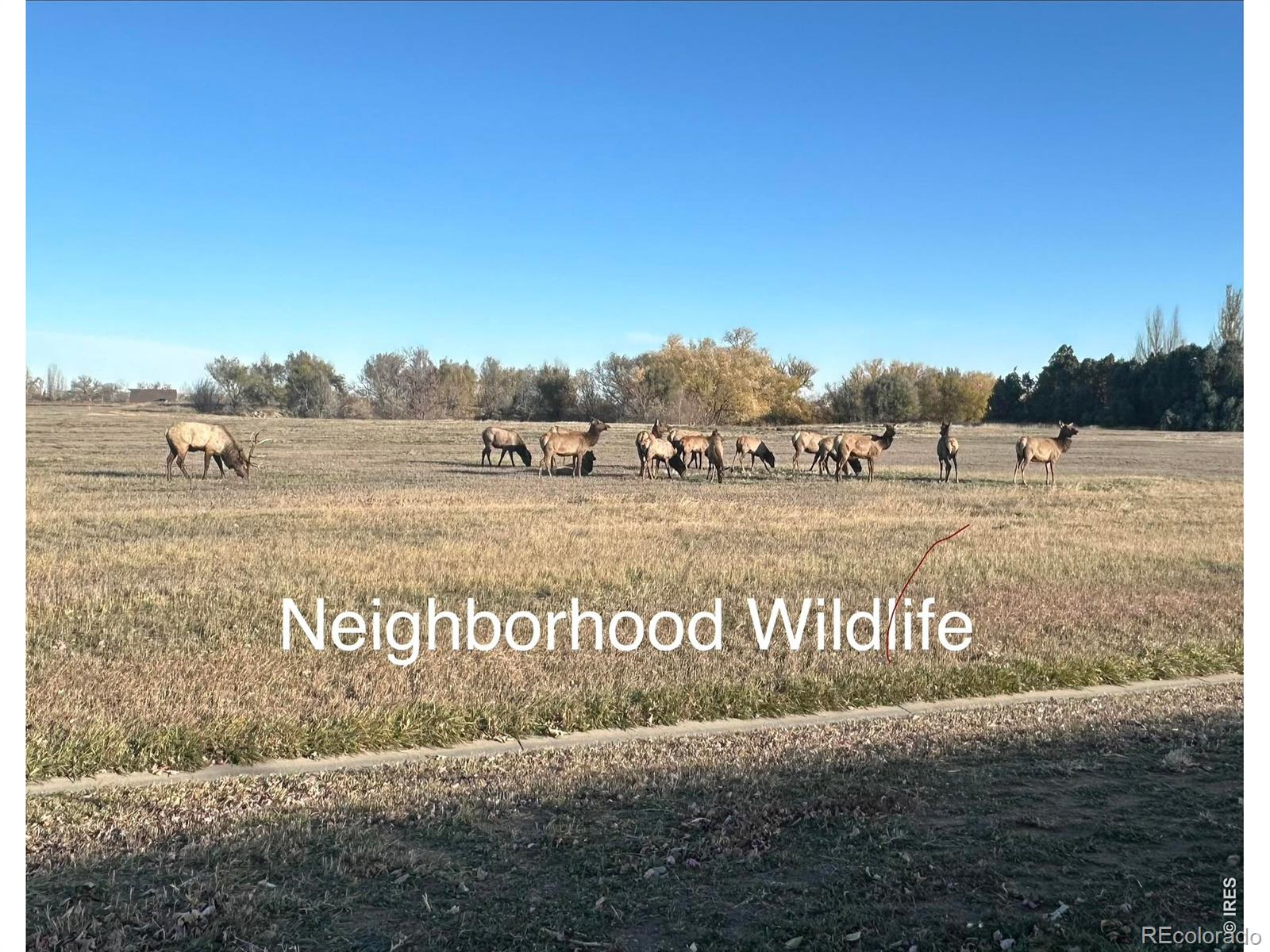 3453 Rhea Drive Loveland CO 80537