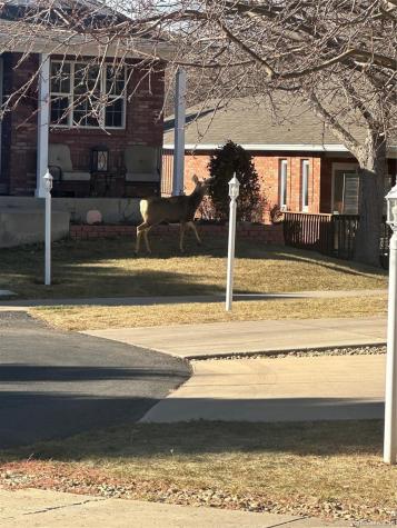 264 Shupe Circle Loveland CO 80537