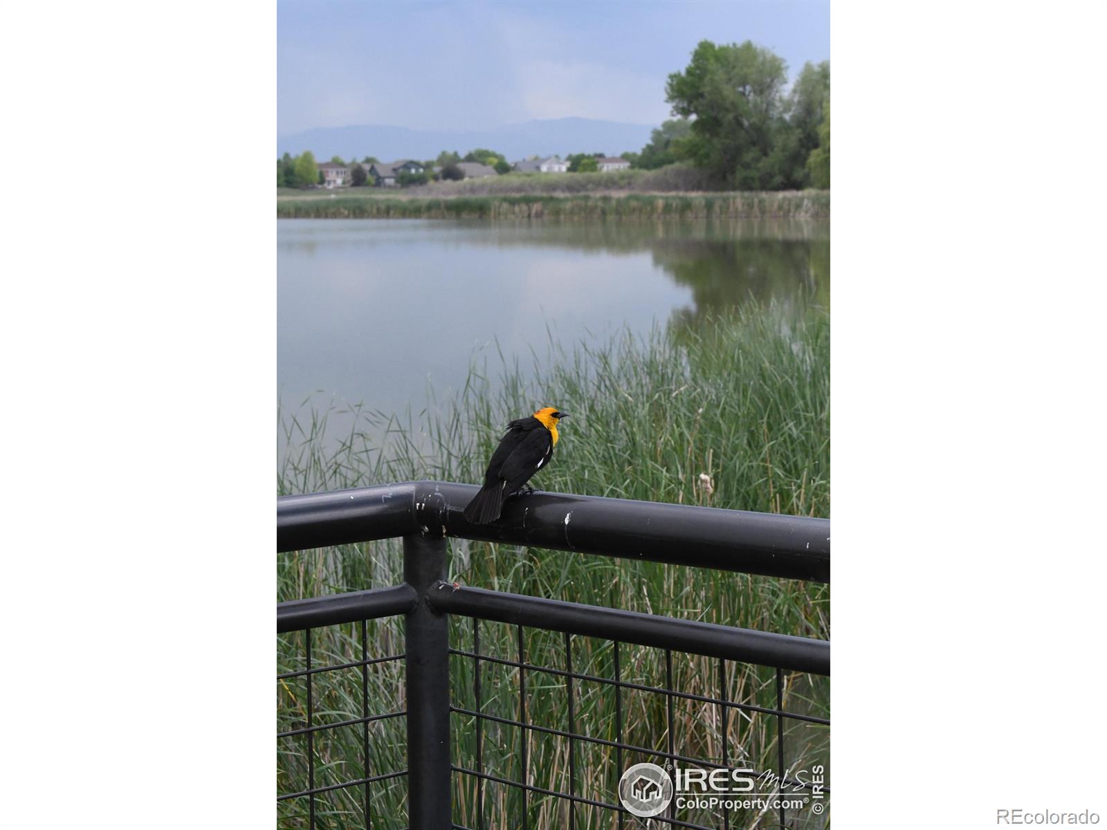 804 Summer Hawk Drive Longmont CO 80504