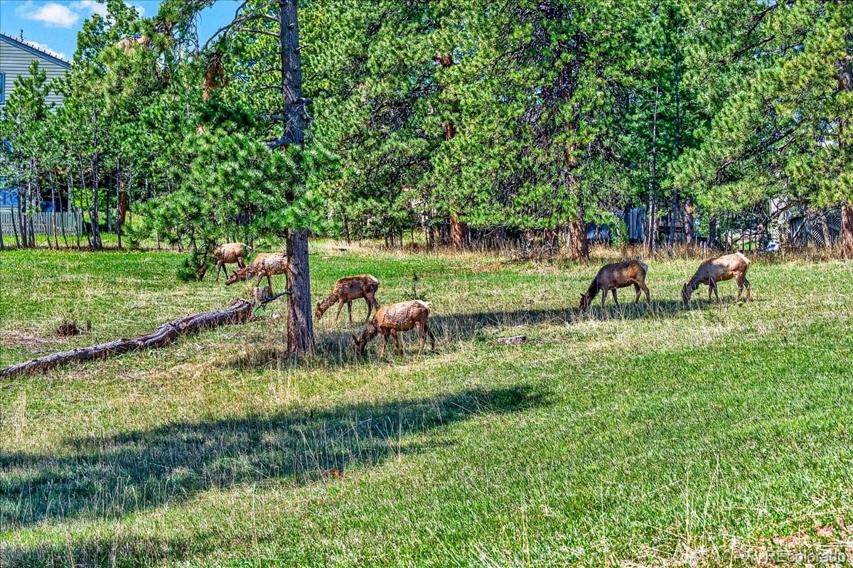 24386 Currant Drive Golden CO 80401