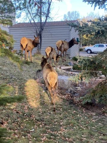 23660 Pondview Place Golden CO 80401