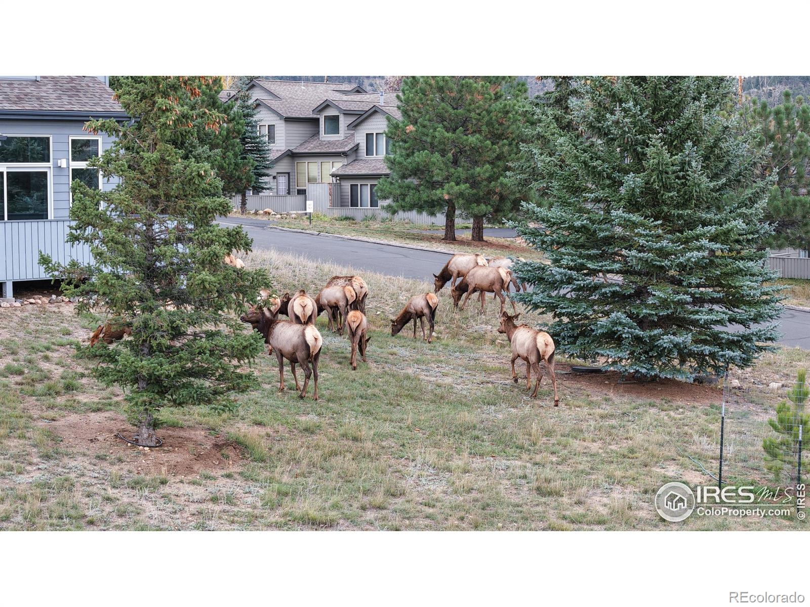 1555 Raven Circle Estes Park CO 80517