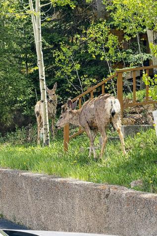 132 Burgundy Circle Silverthorne CO 80498