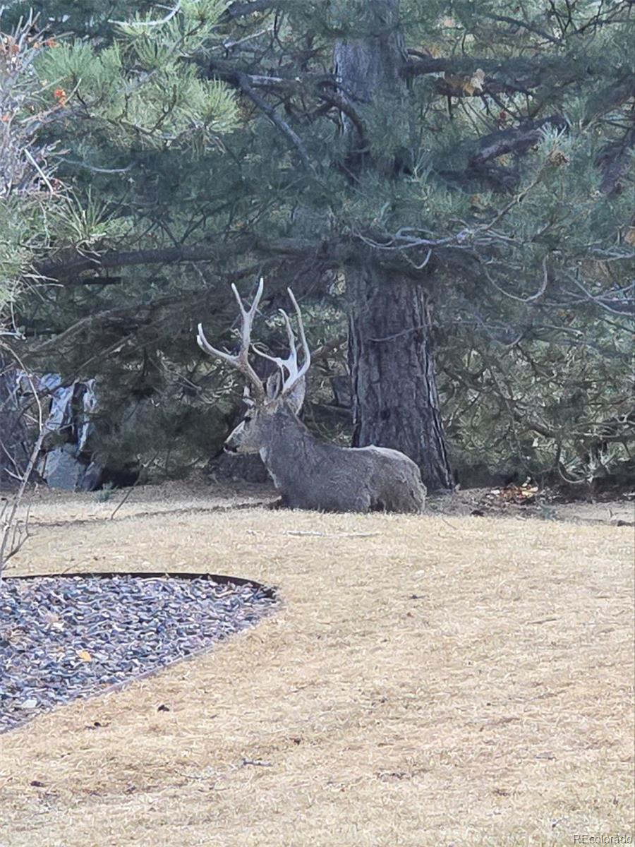 7387 Norfolk Place Castle Pines CO 80108