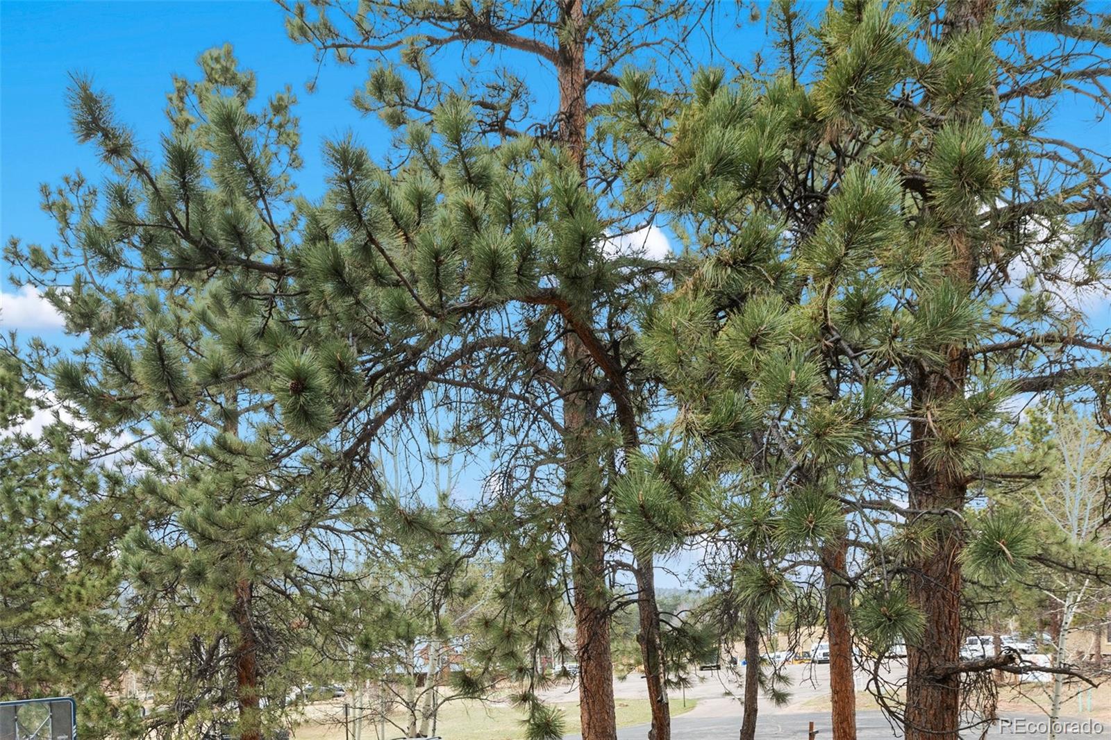 560 Manor Court Woodland Park CO 80863