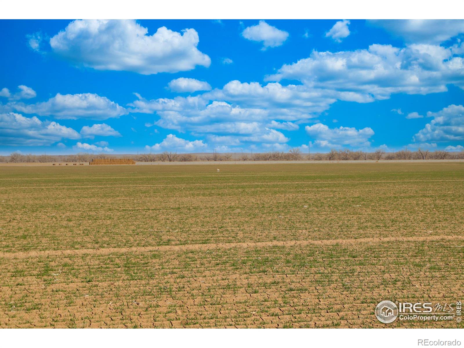 3699 County Road 5 Wiggins CO 80654
