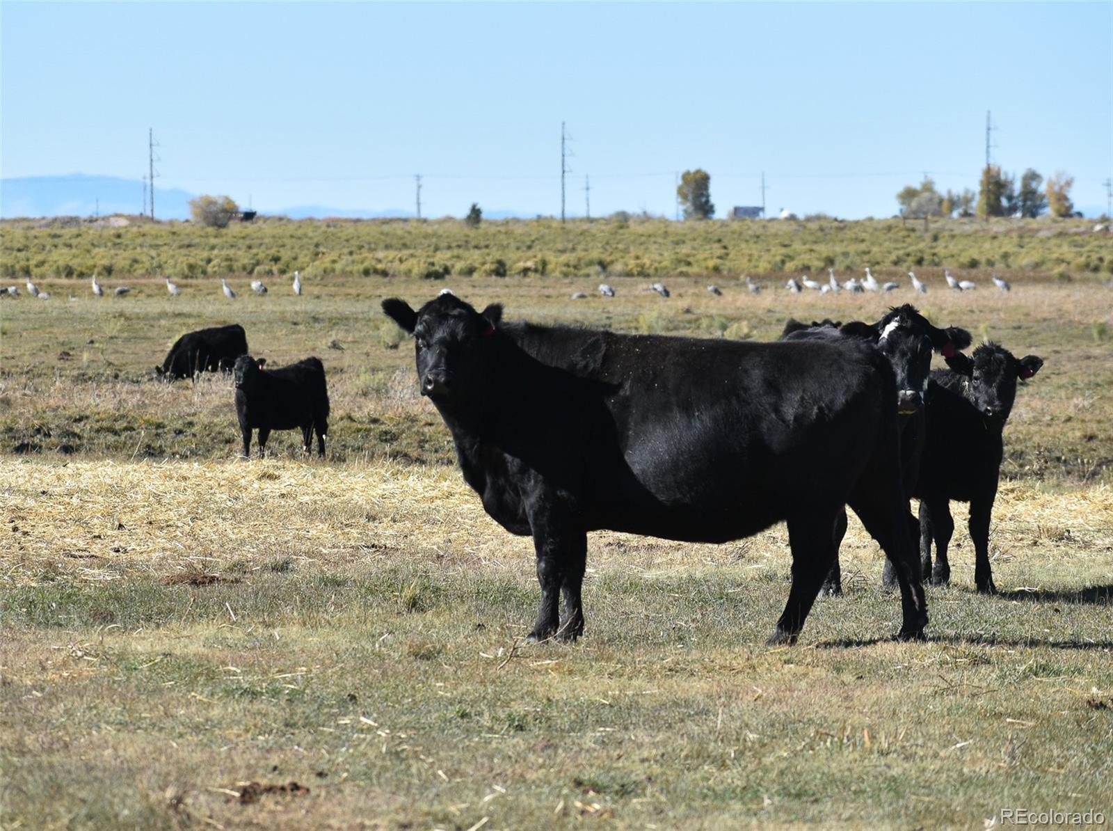 0 County Road 15.5 Blanca CO 81123
