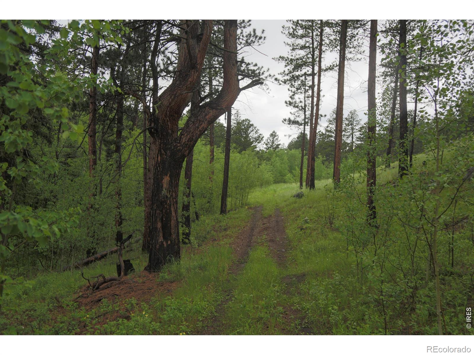 14884 Rist Canyon Road Bellvue CO 80512