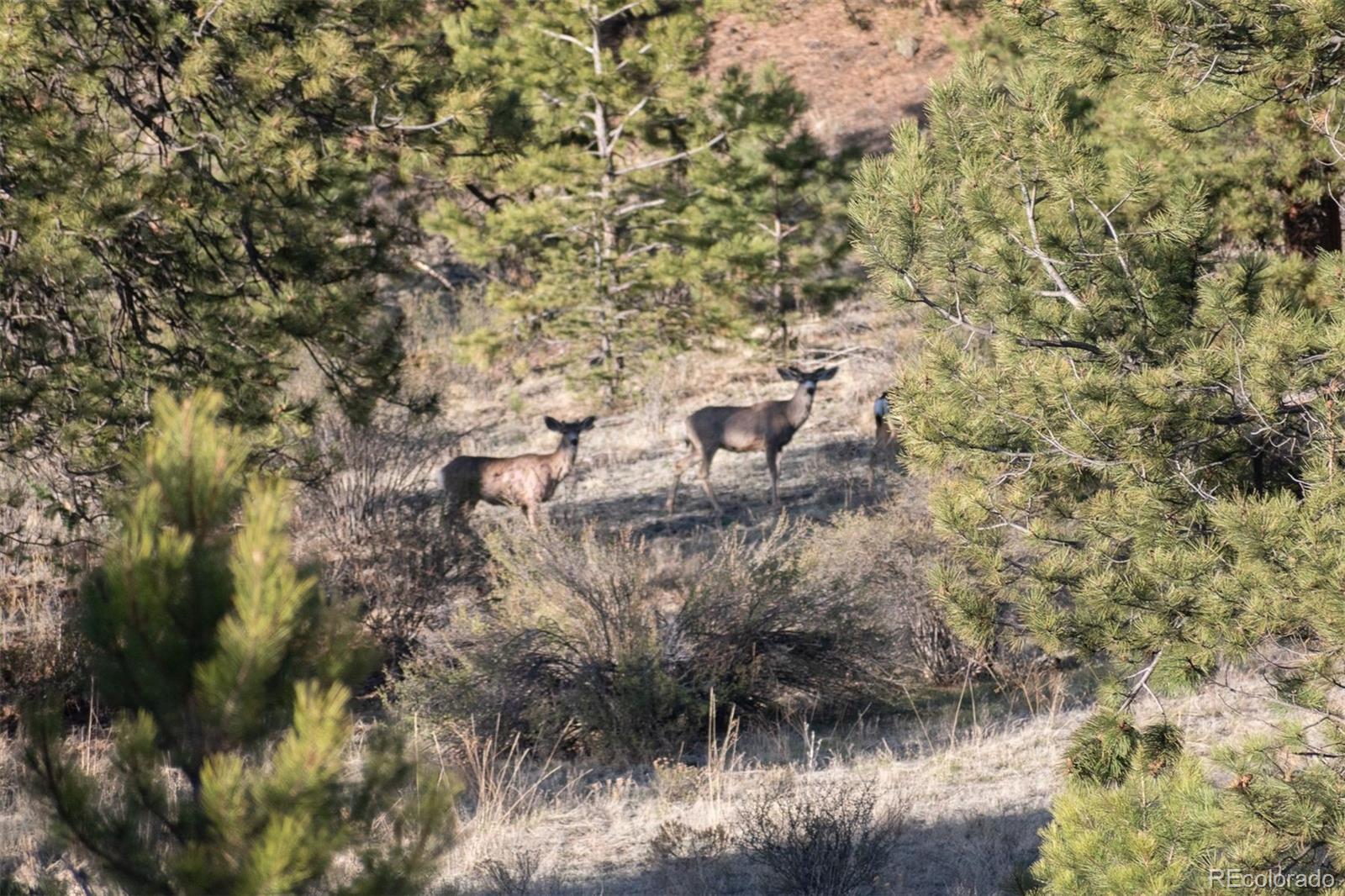 0 Big Buck Road Guffey CO 80820