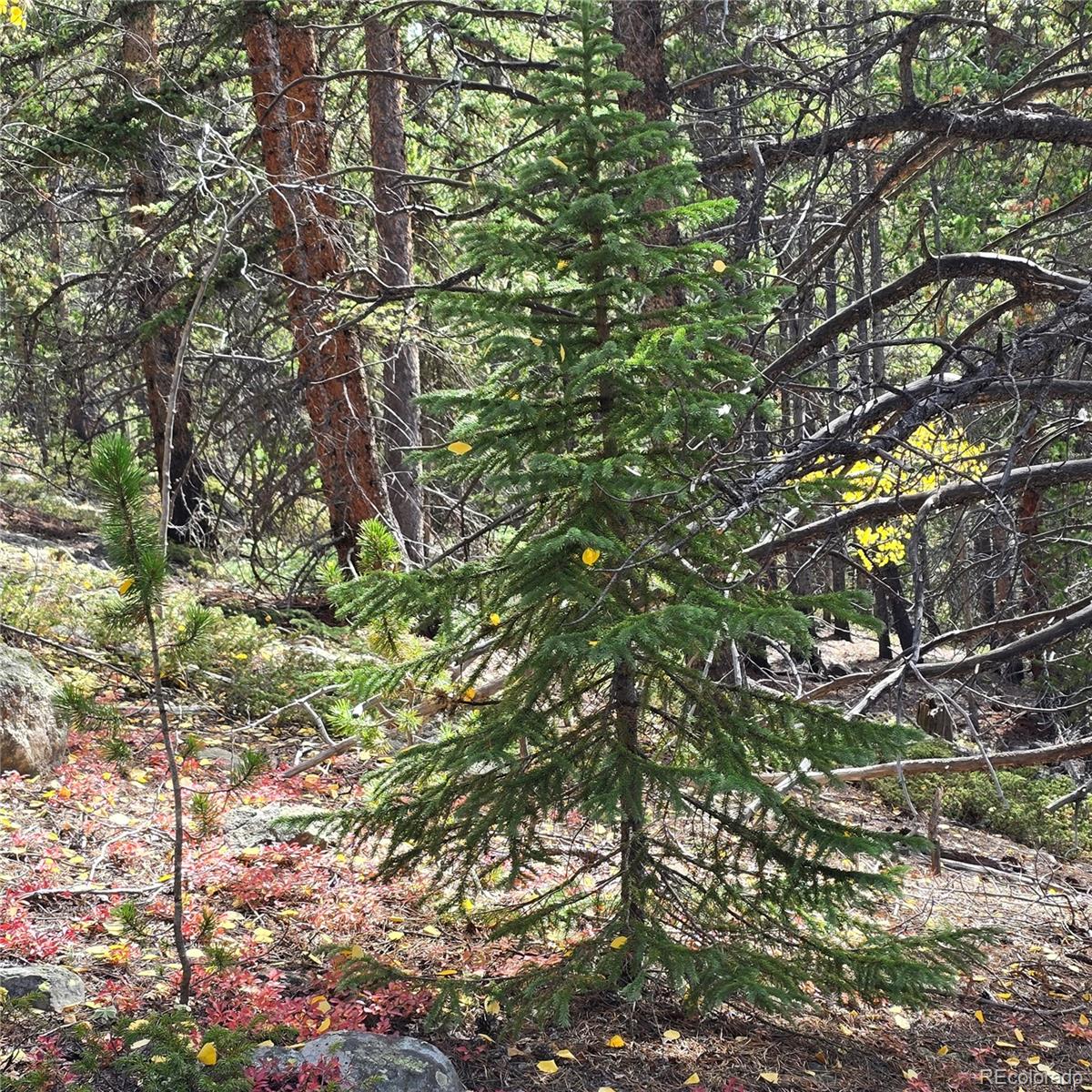 5347 Monitor Lode Claims Leadville CO 80461