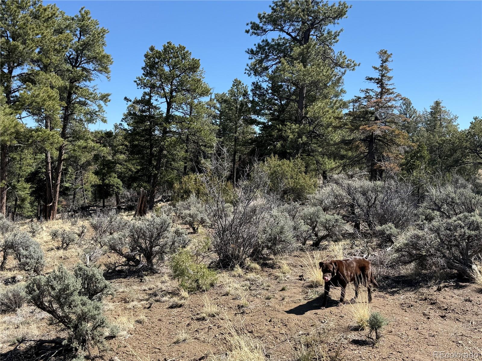 Lot 155 Tahmoush Lane Fort Garland CO 81133