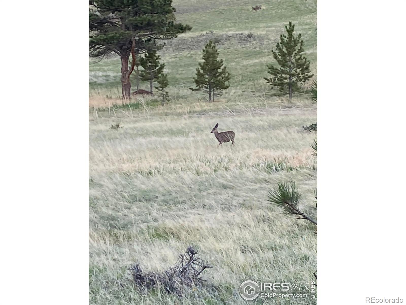 78 Mount Champion Drive Livermore CO 80536
