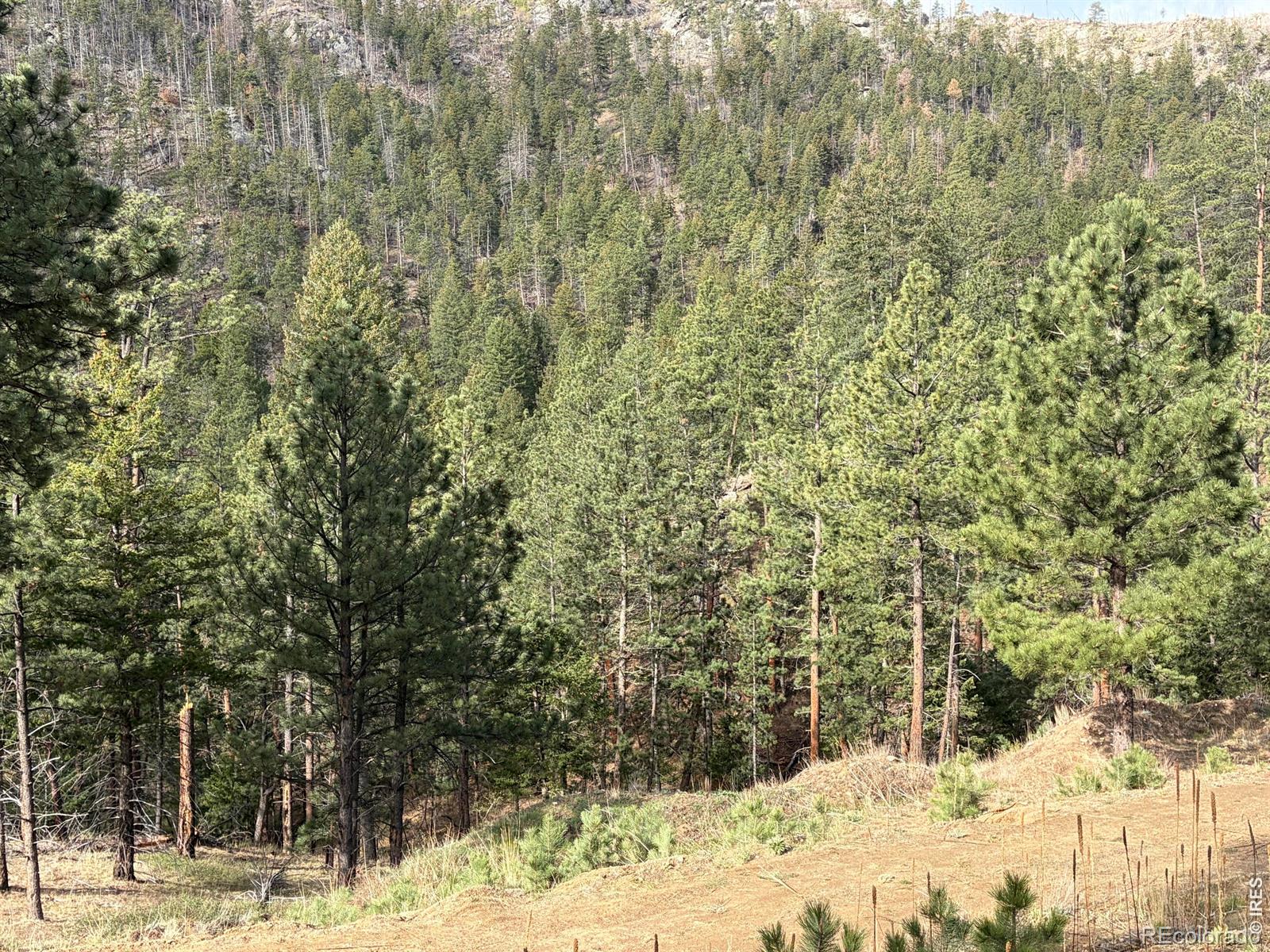 1899 Spring Valley Road Bellvue CO 80512