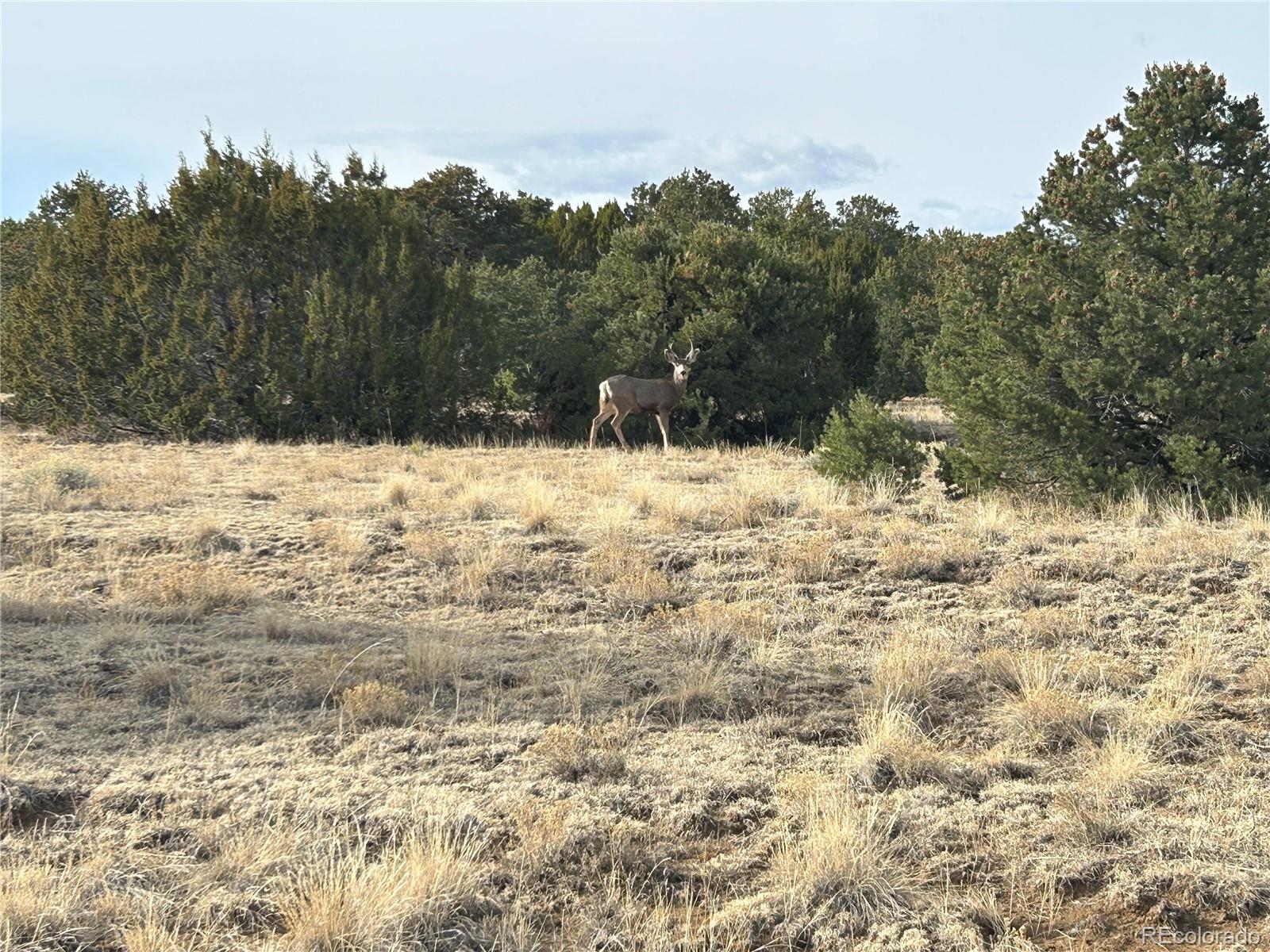Lot 142a Silver Spurs Ranch Walsenburg CO 81089