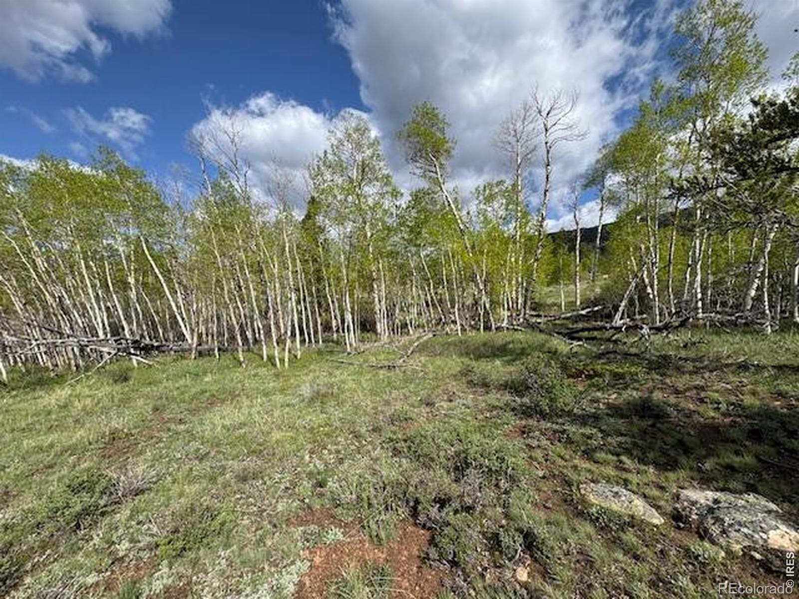 137 Cimarron Road Red Feather Lakes CO 80545