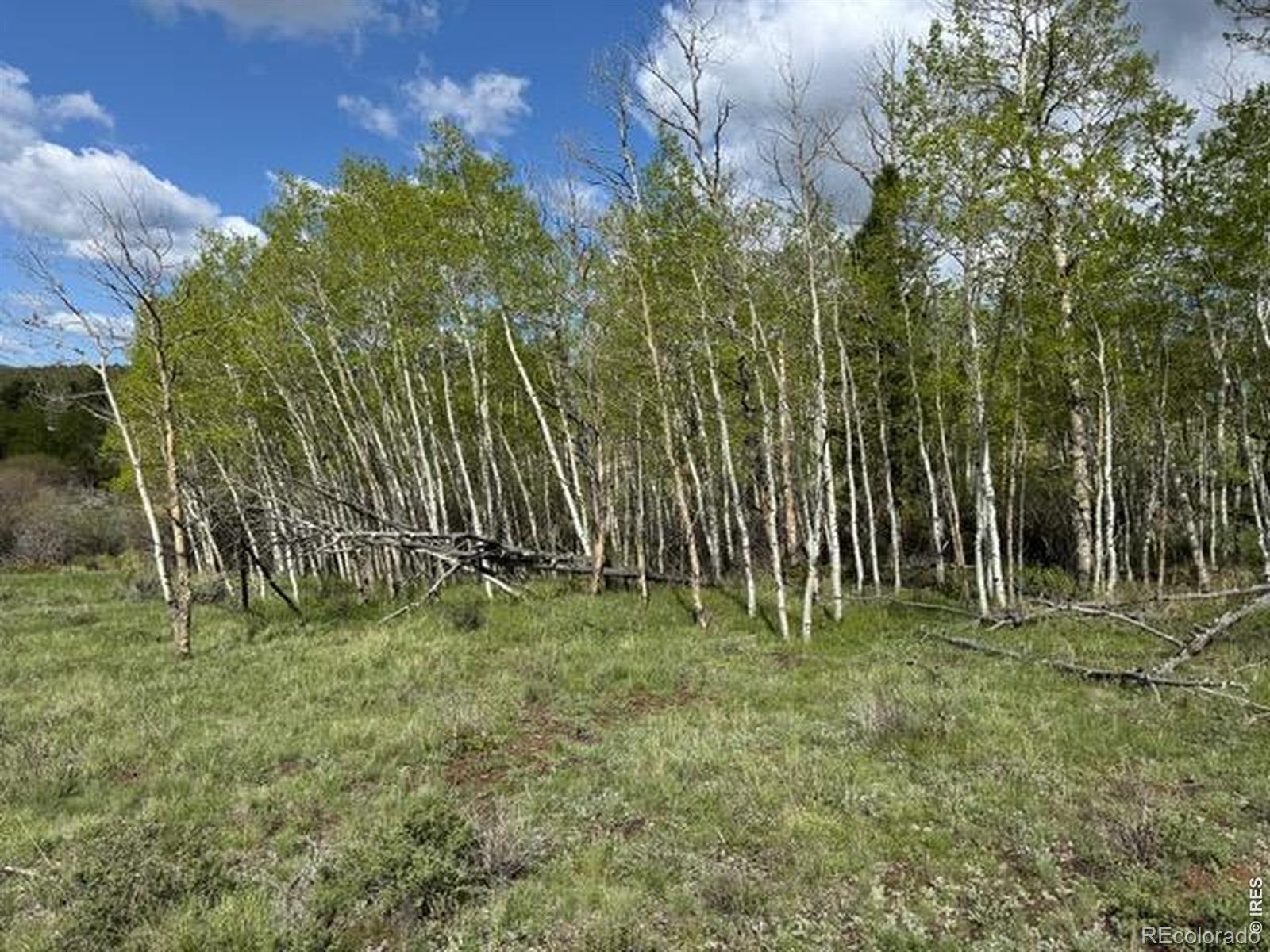 137 Cimarron Road Red Feather Lakes CO 80545