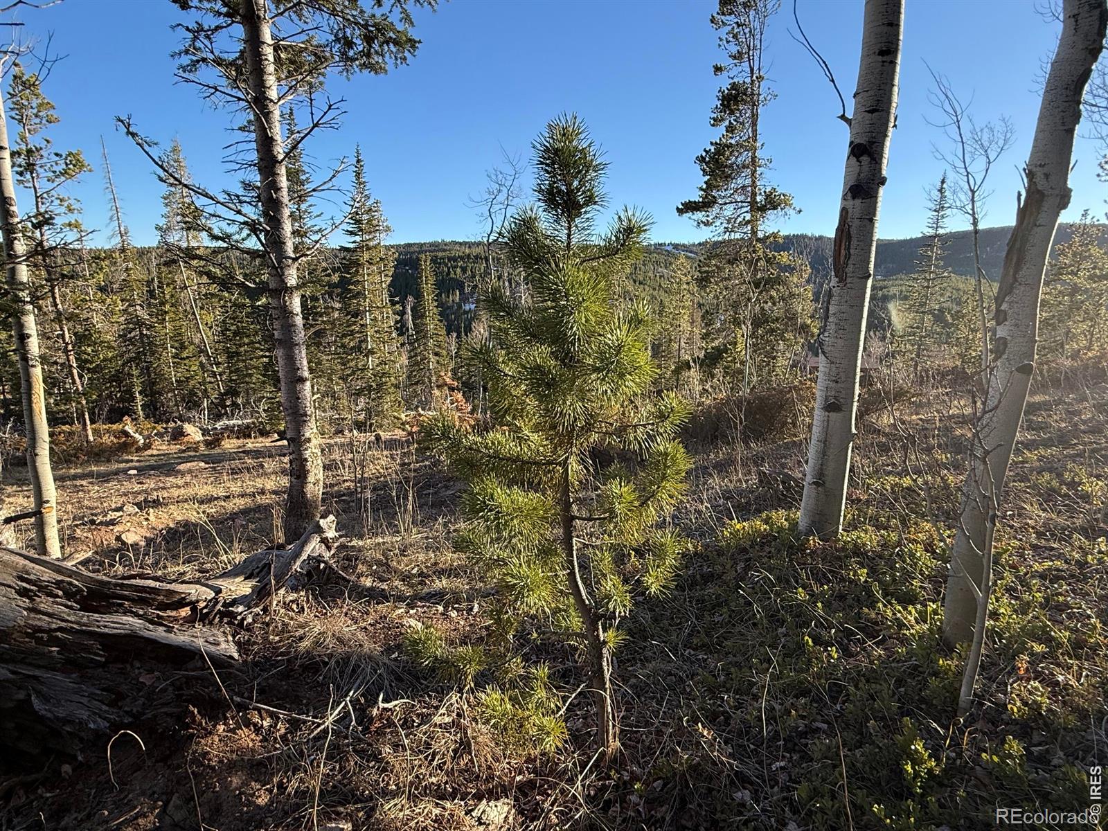 227 Micmac Drive Red Feather Lakes CO 80545