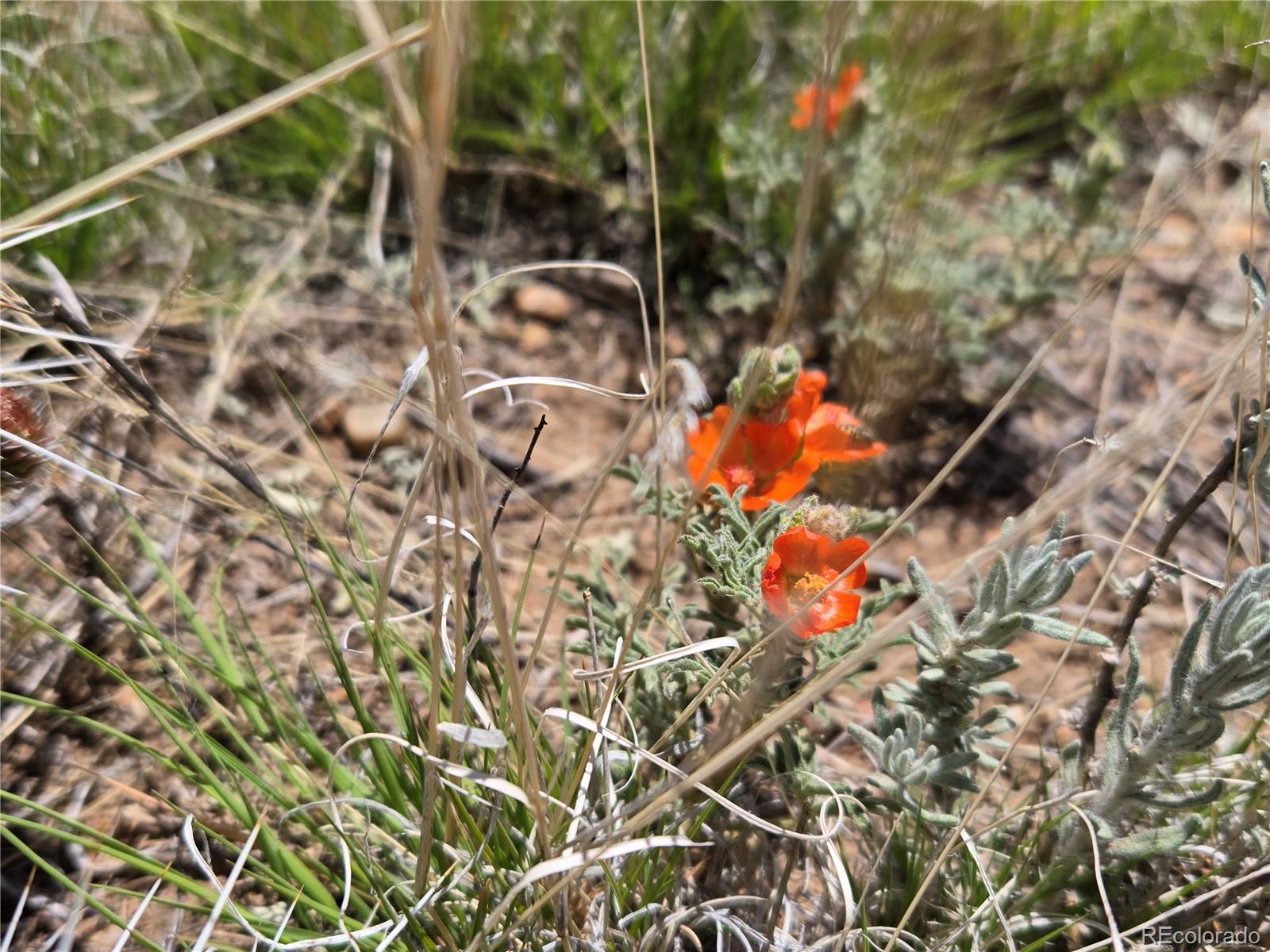 South 8th Street Lot 13 Blanca CO 81133