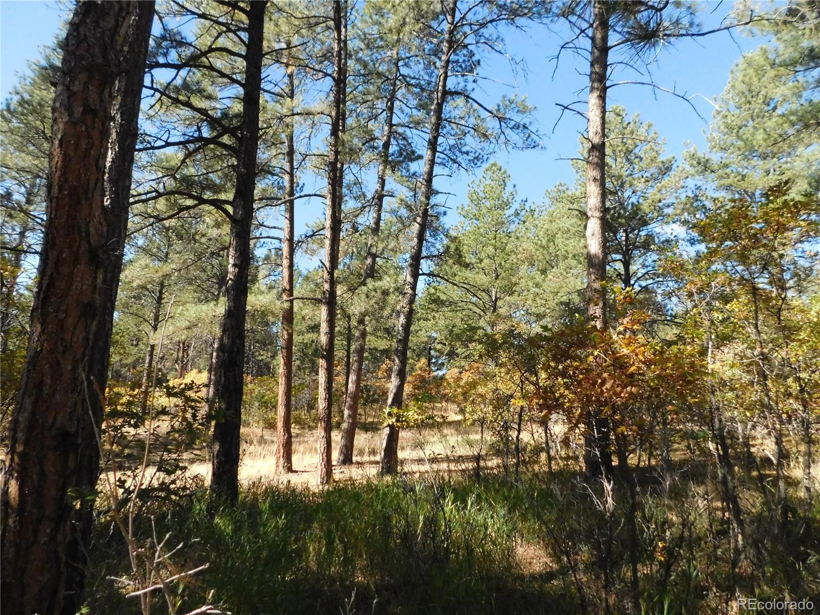 682 Copper Fox Place Larkspur CO 80118
