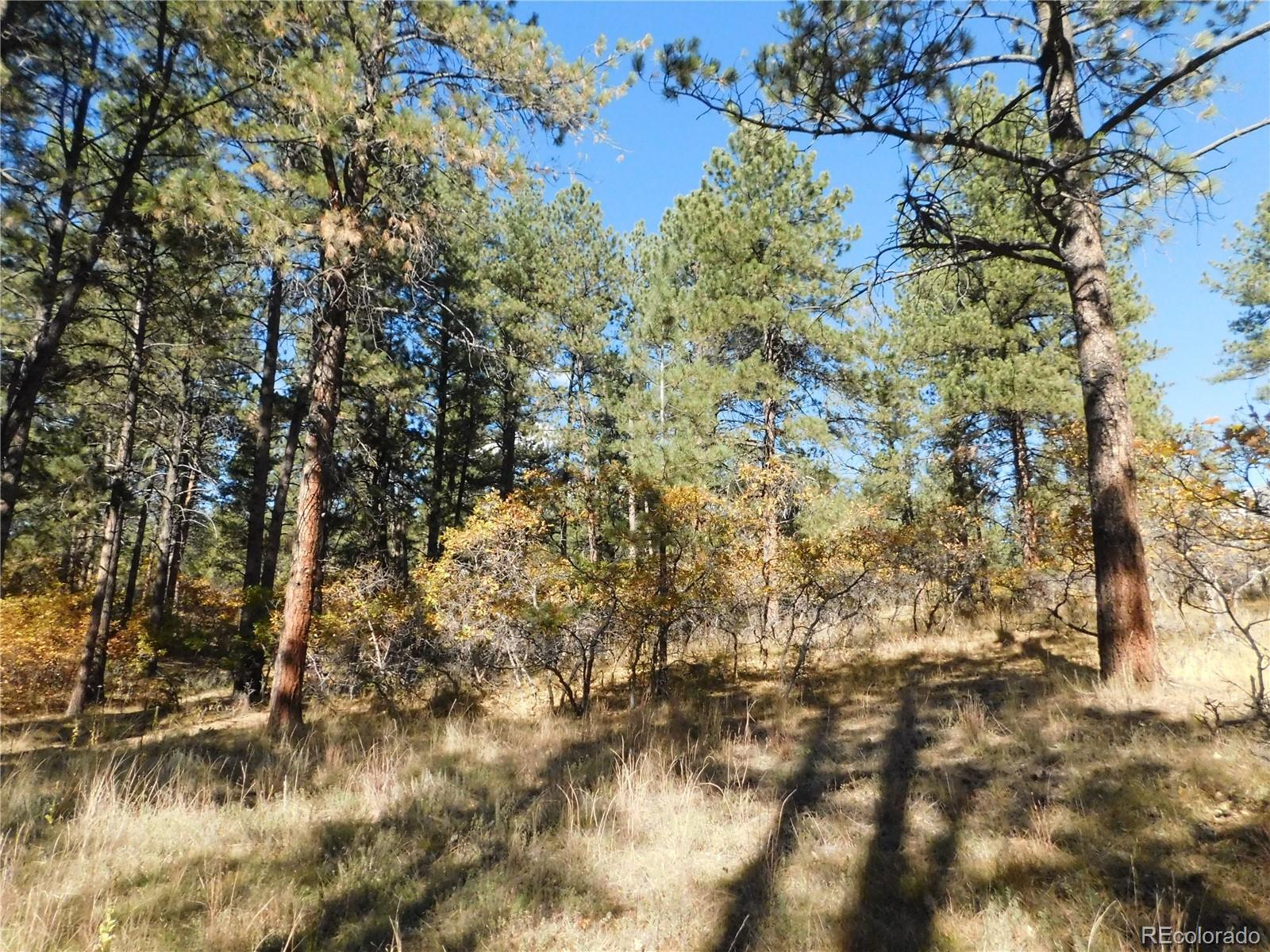 682 Copper Fox Place Larkspur CO 80118