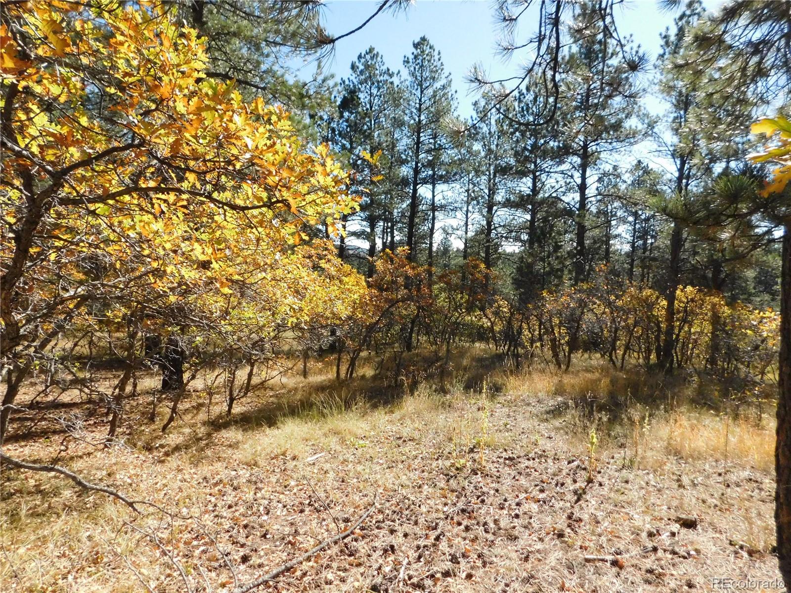 682 Copper Fox Place Larkspur CO 80118