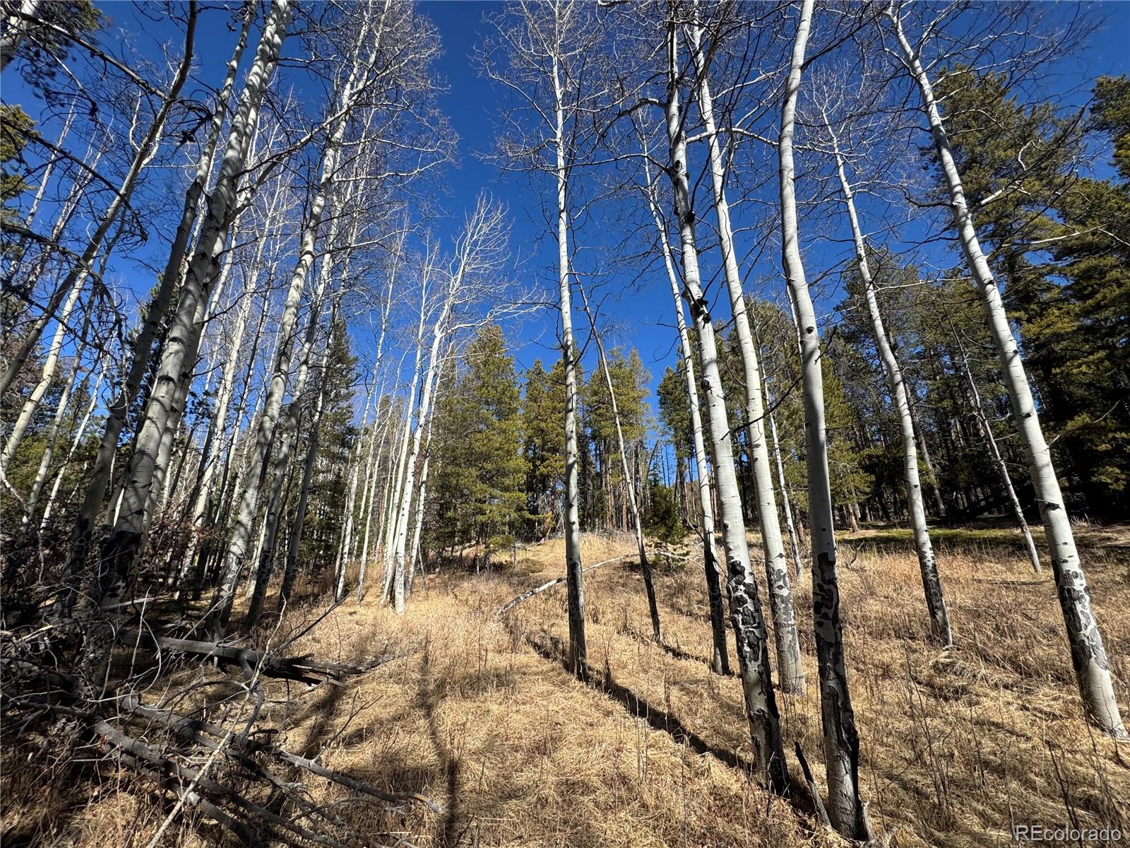 Lot 14x Wallace Avenue Conifer CO 80433