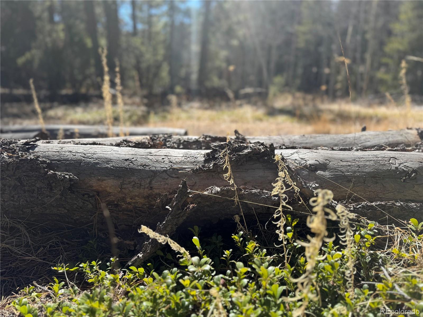 Lot 14x Wallace Avenue Conifer CO 80433