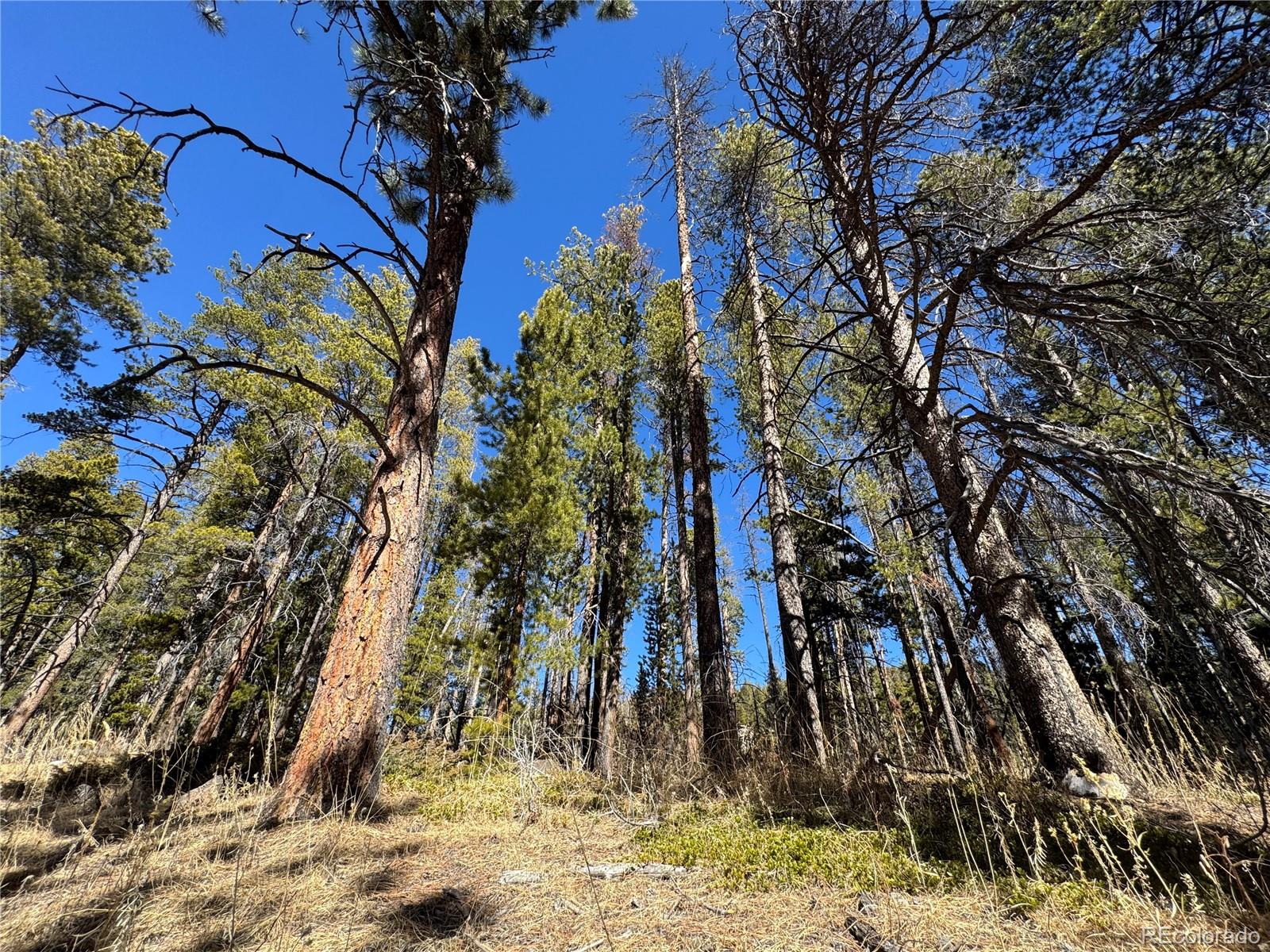 Lot 14x Wallace Avenue Conifer CO 80433