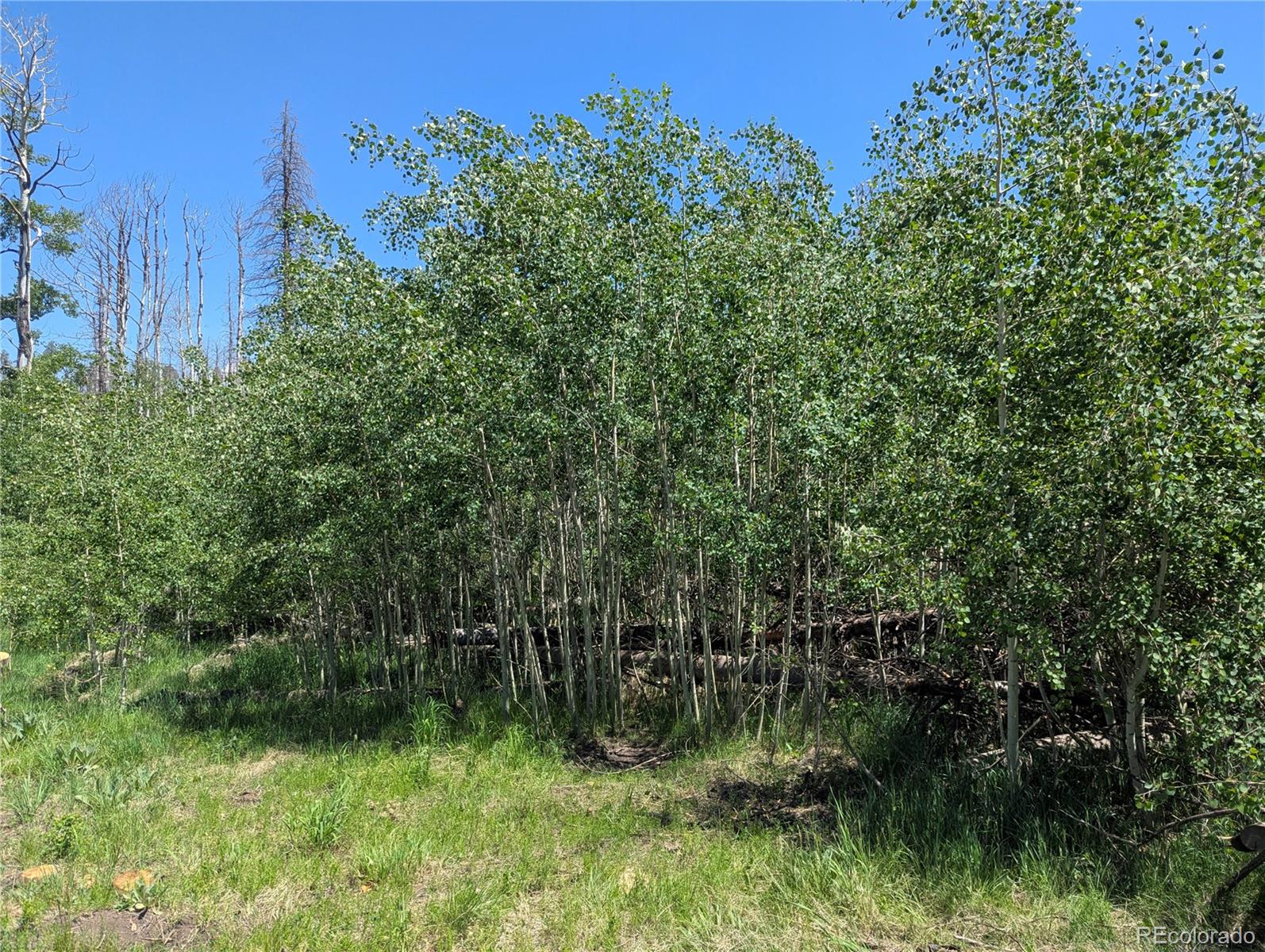 954 Forbes Park Road Fort Garland CO 81133