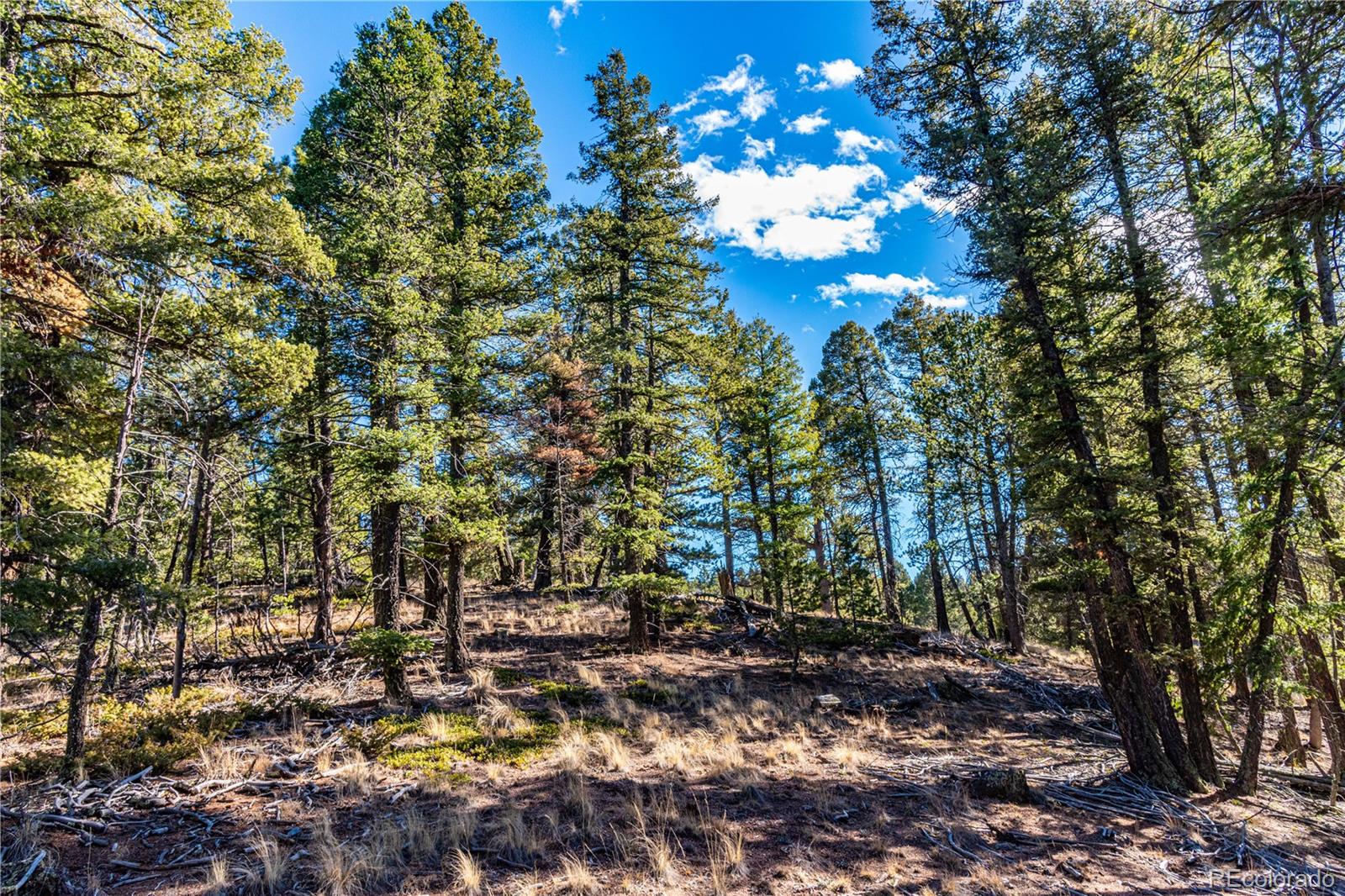 0 Arrowhead Road Florissant CO 80816