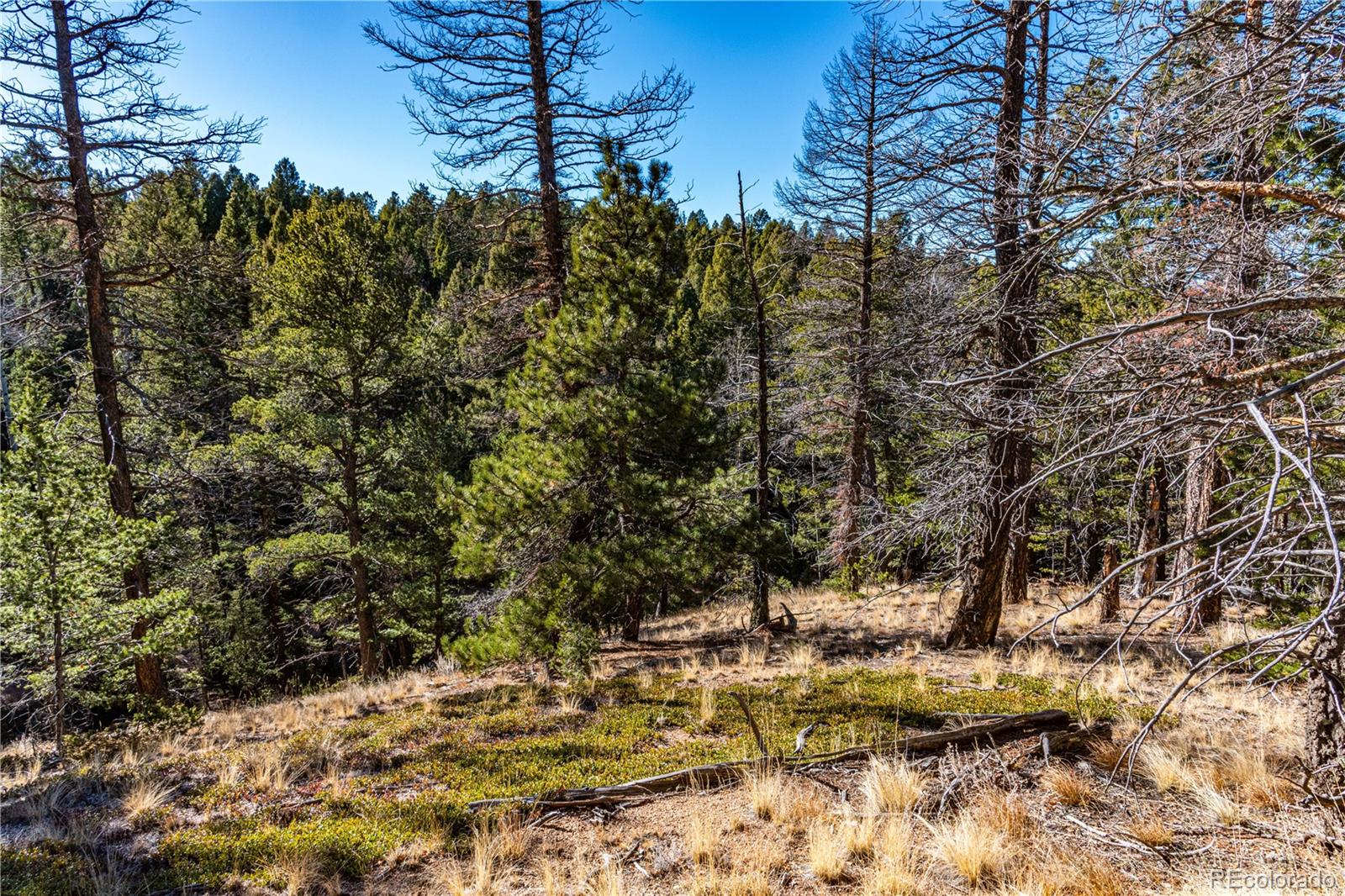 0 Arrowhead Road Florissant CO 80816
