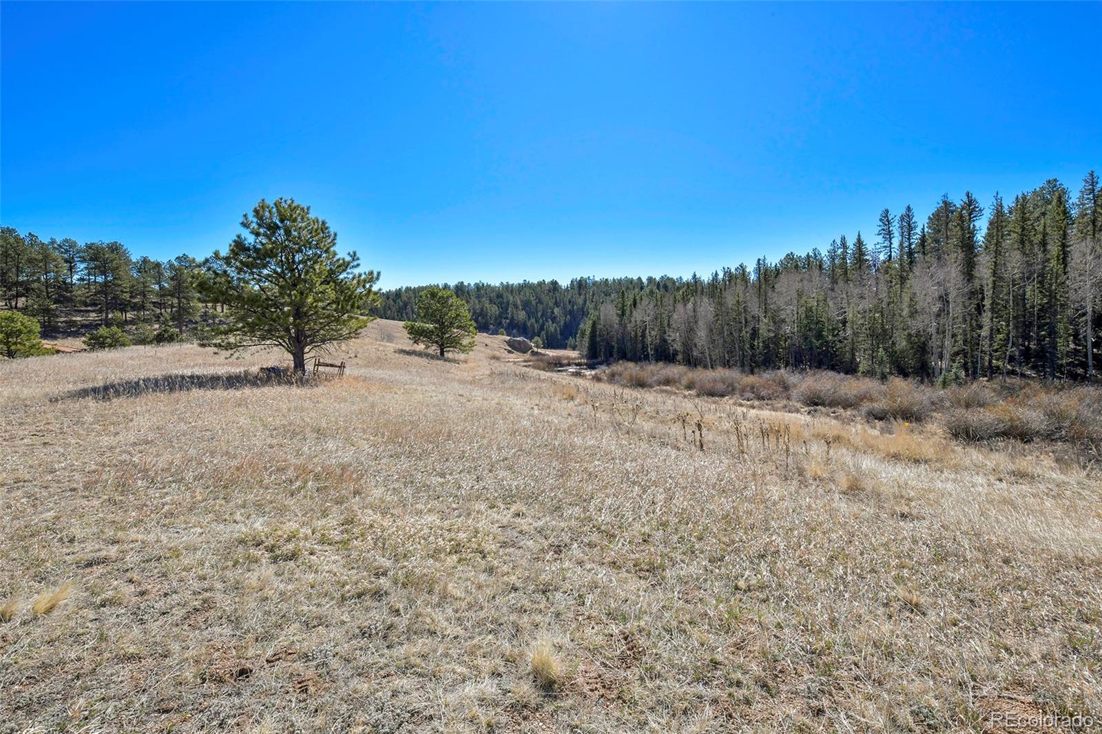 169 Saddleback Creek Drive Florissant CO 80816