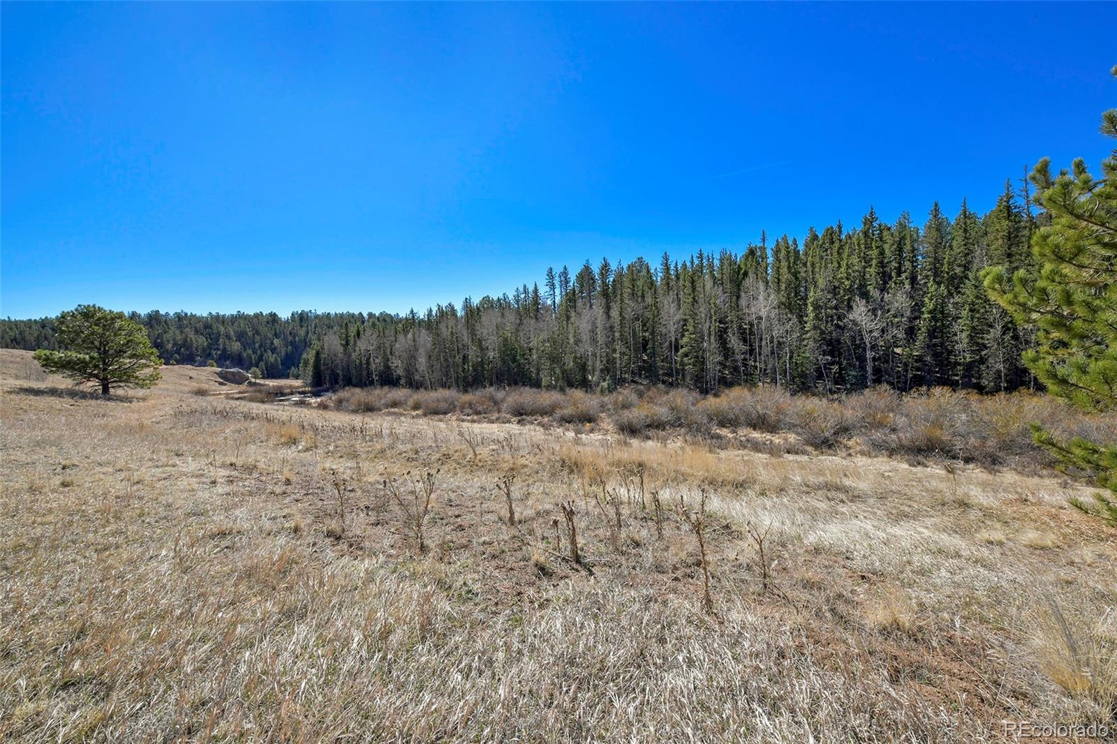 169 Saddleback Creek Drive Florissant CO 80816