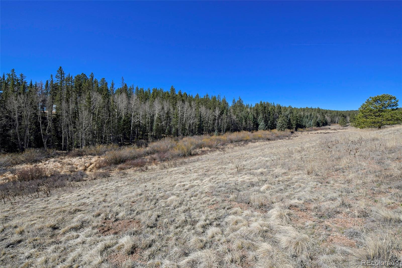 169 Saddleback Creek Drive Florissant CO 80816