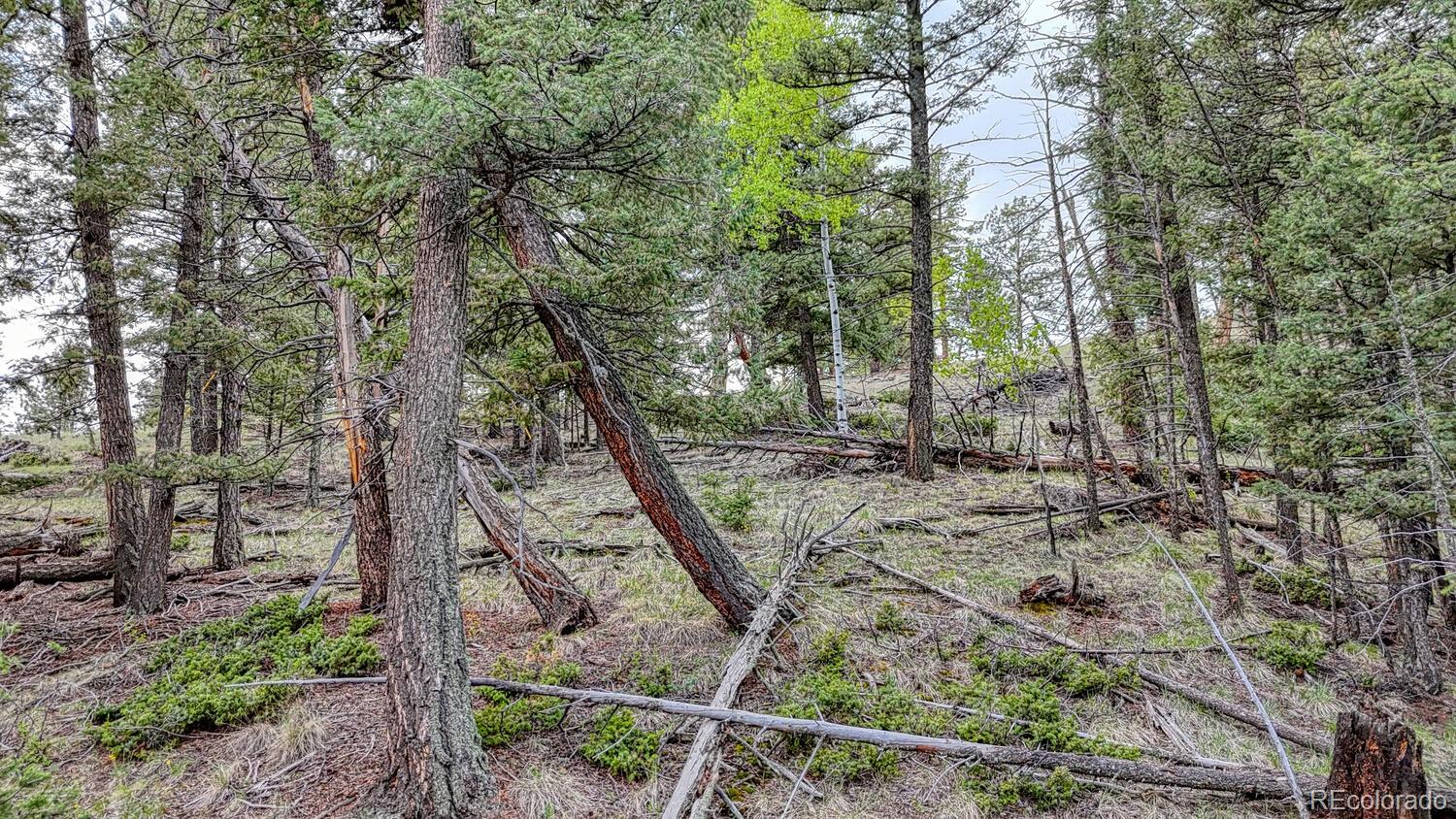 918 Pinon Lane Florissant CO 80816