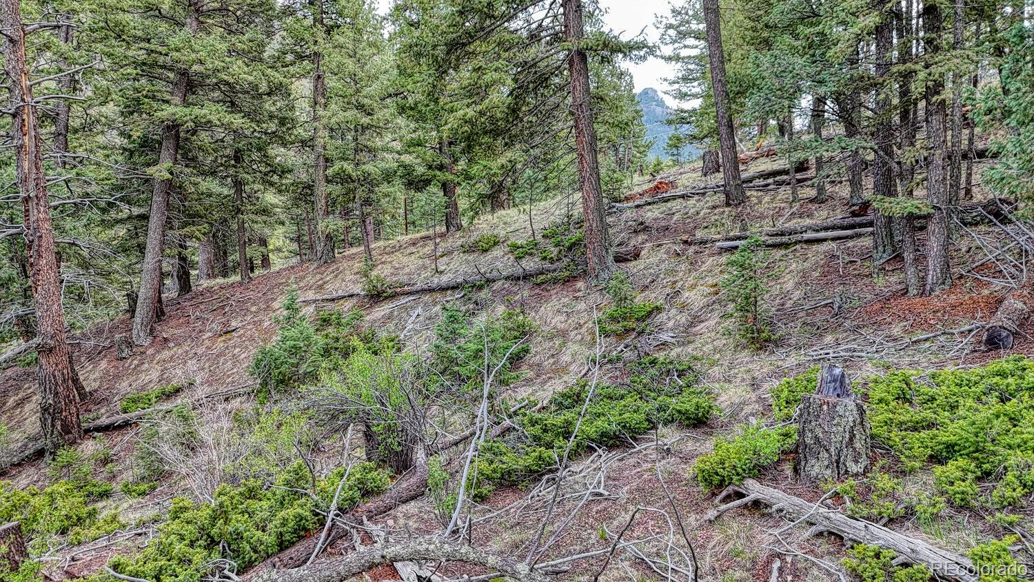 918 Pinon Lane Florissant CO 80816