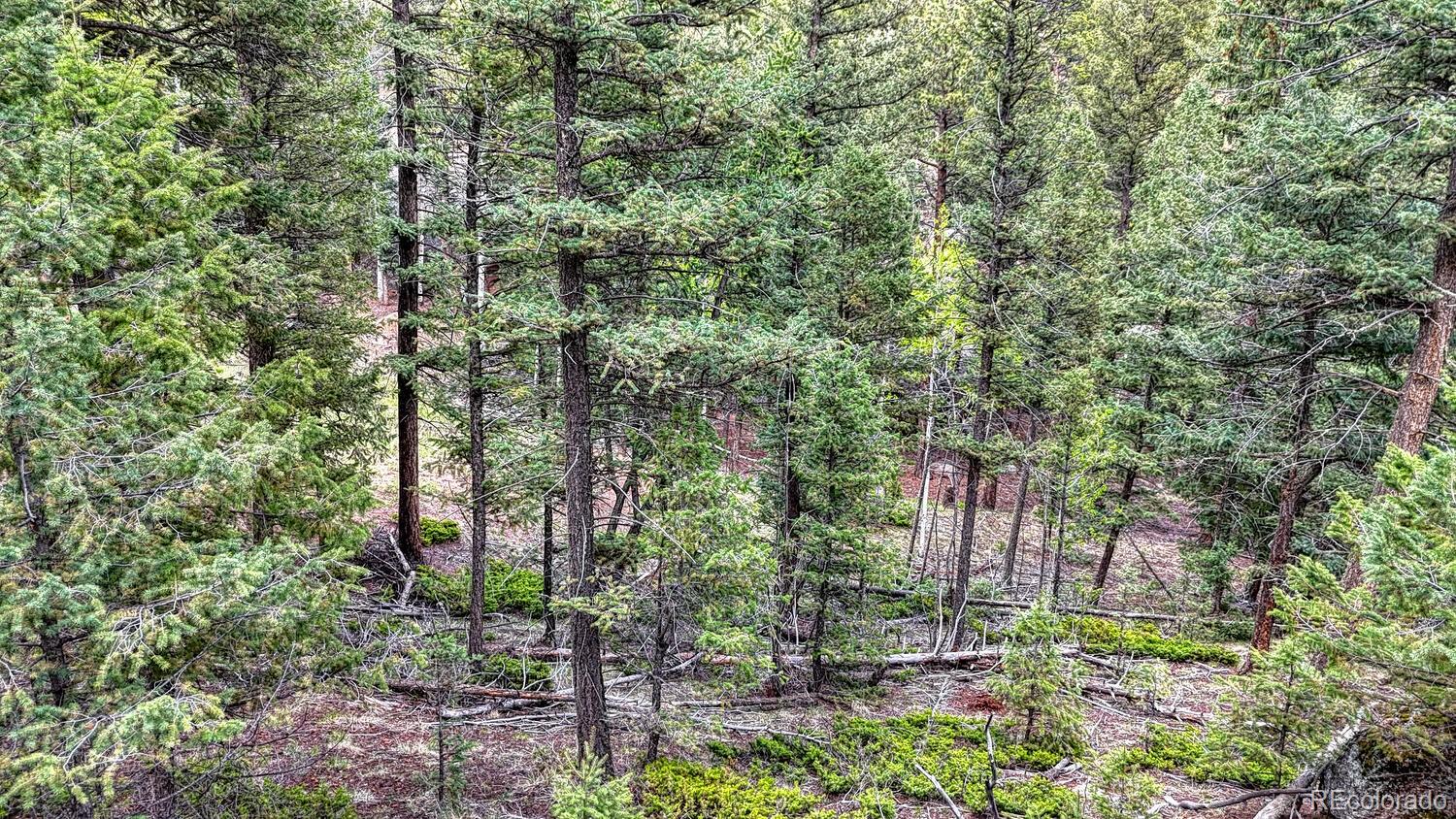 918 Pinon Lane Florissant CO 80816