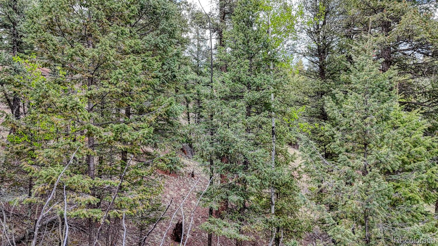 918 Pinon Lane Florissant CO 80816