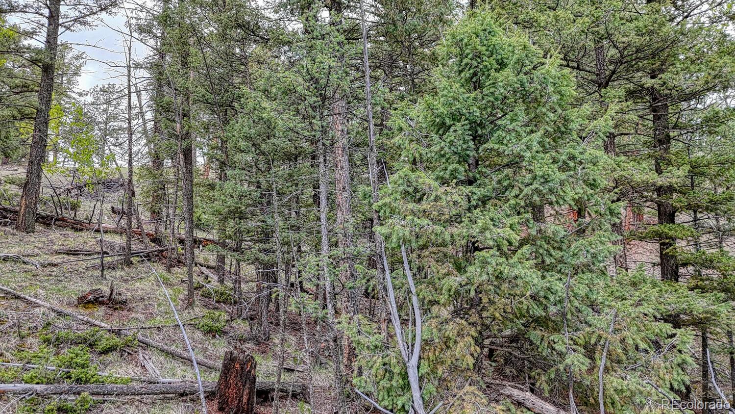918 Pinon Lane Florissant CO 80816