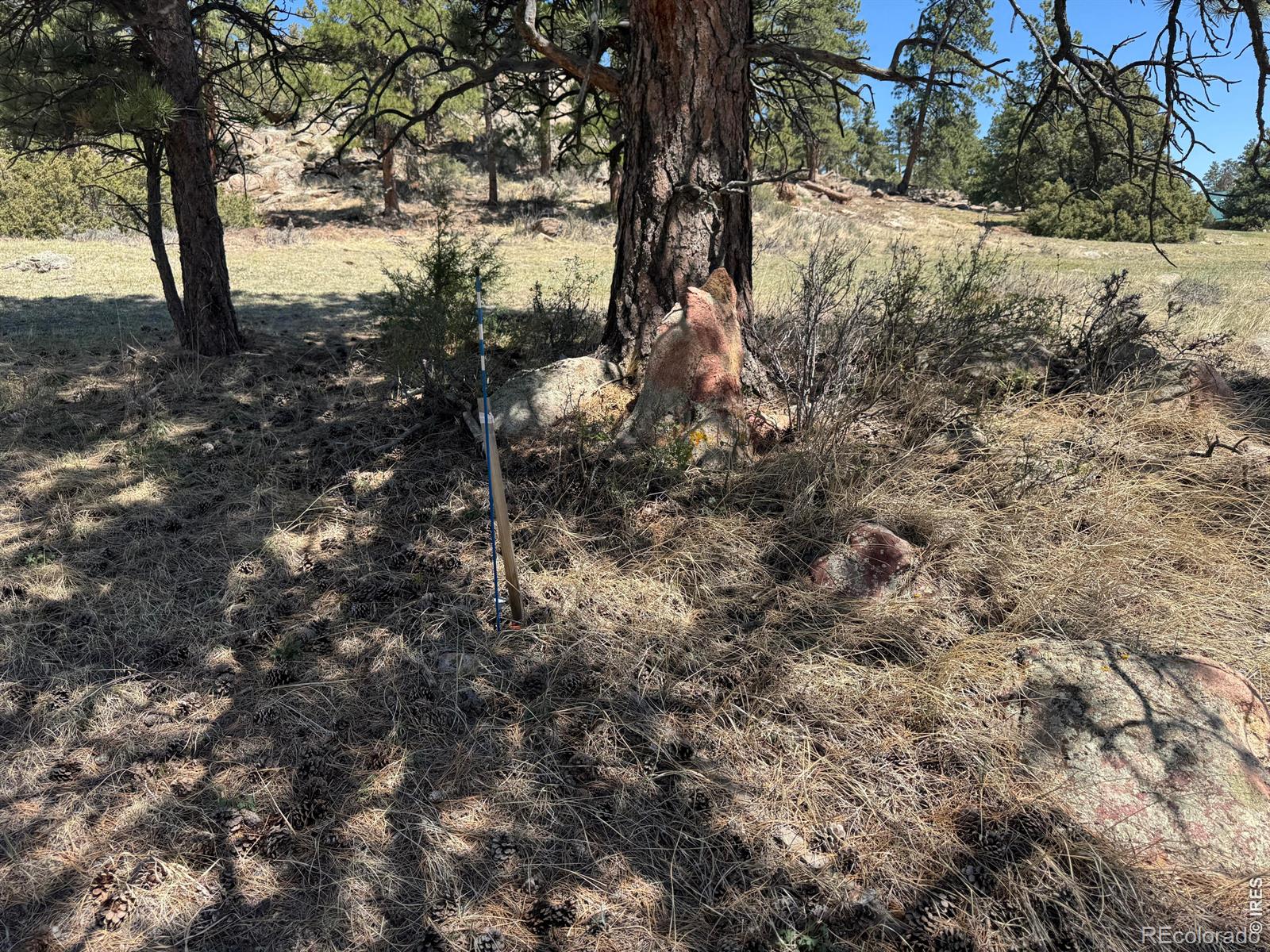 565 Le Conte Drive Livermore CO 80536