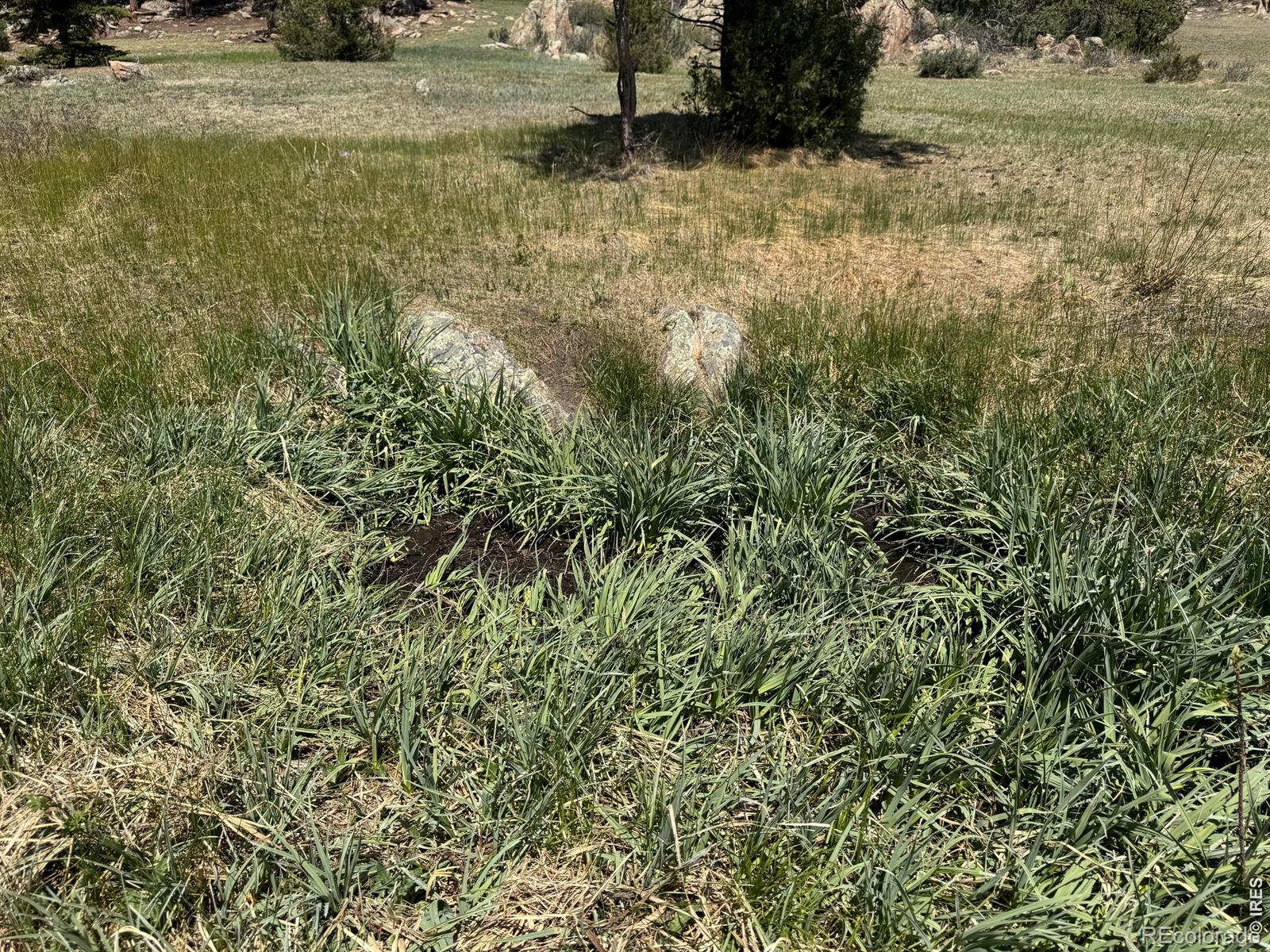 565 Le Conte Drive Livermore CO 80536