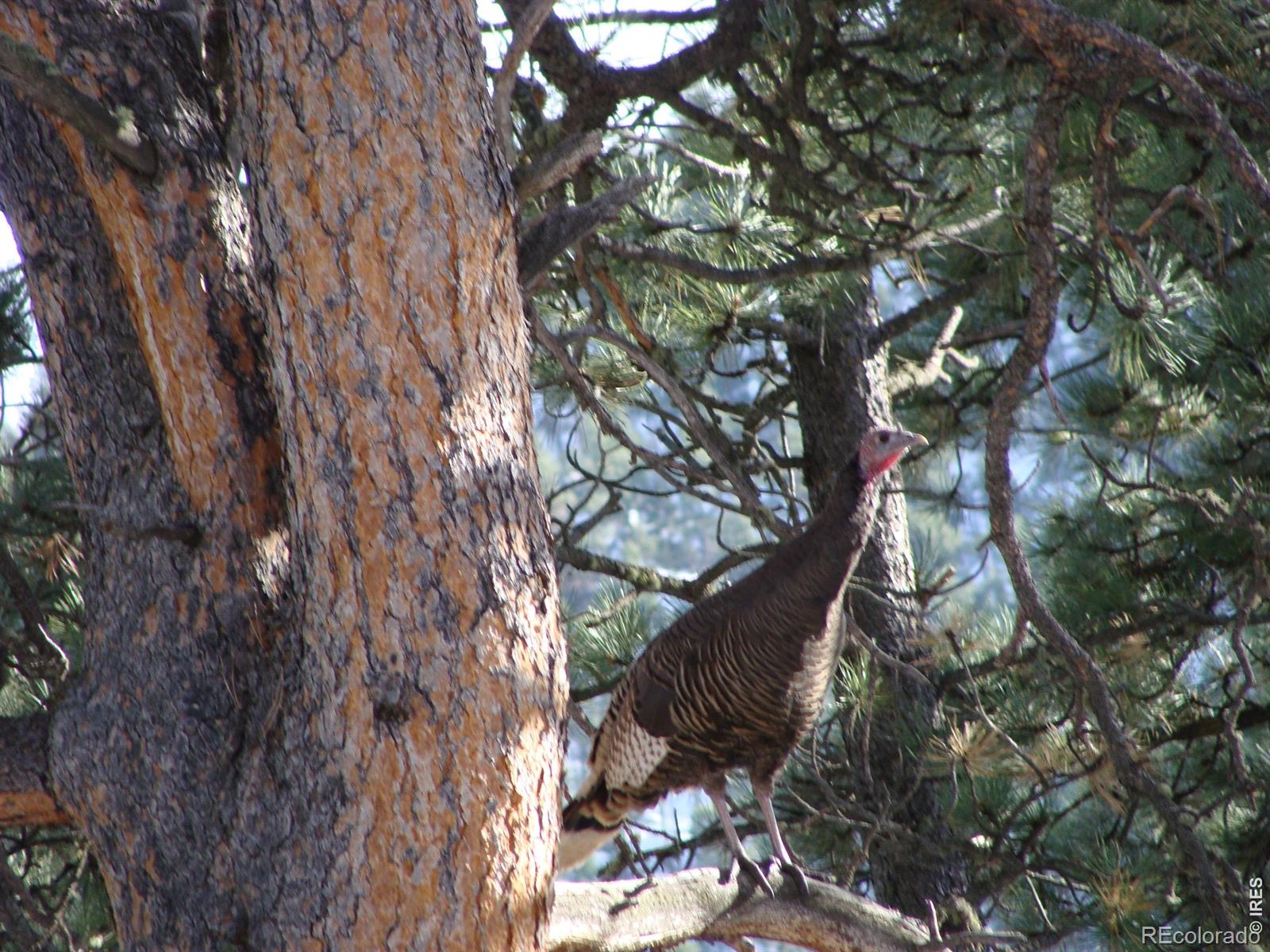 0 Cedar Drive Lyons CO 80540