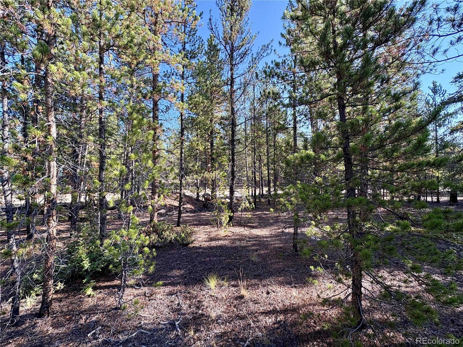 Tbd-lot 479 Birch Drive Twin Lakes CO 80461