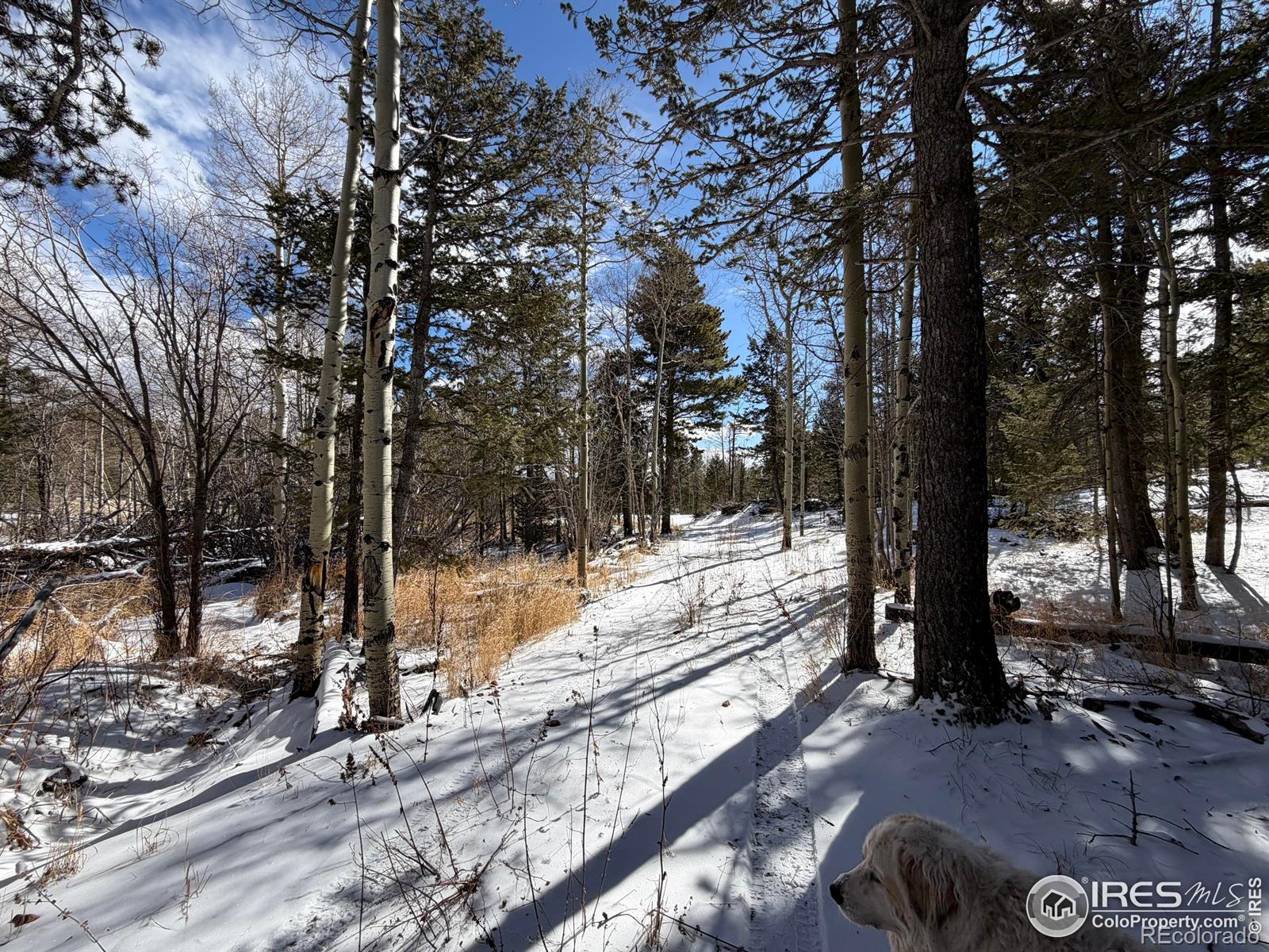 171 Spokane Court Red Feather Lakes CO 80545