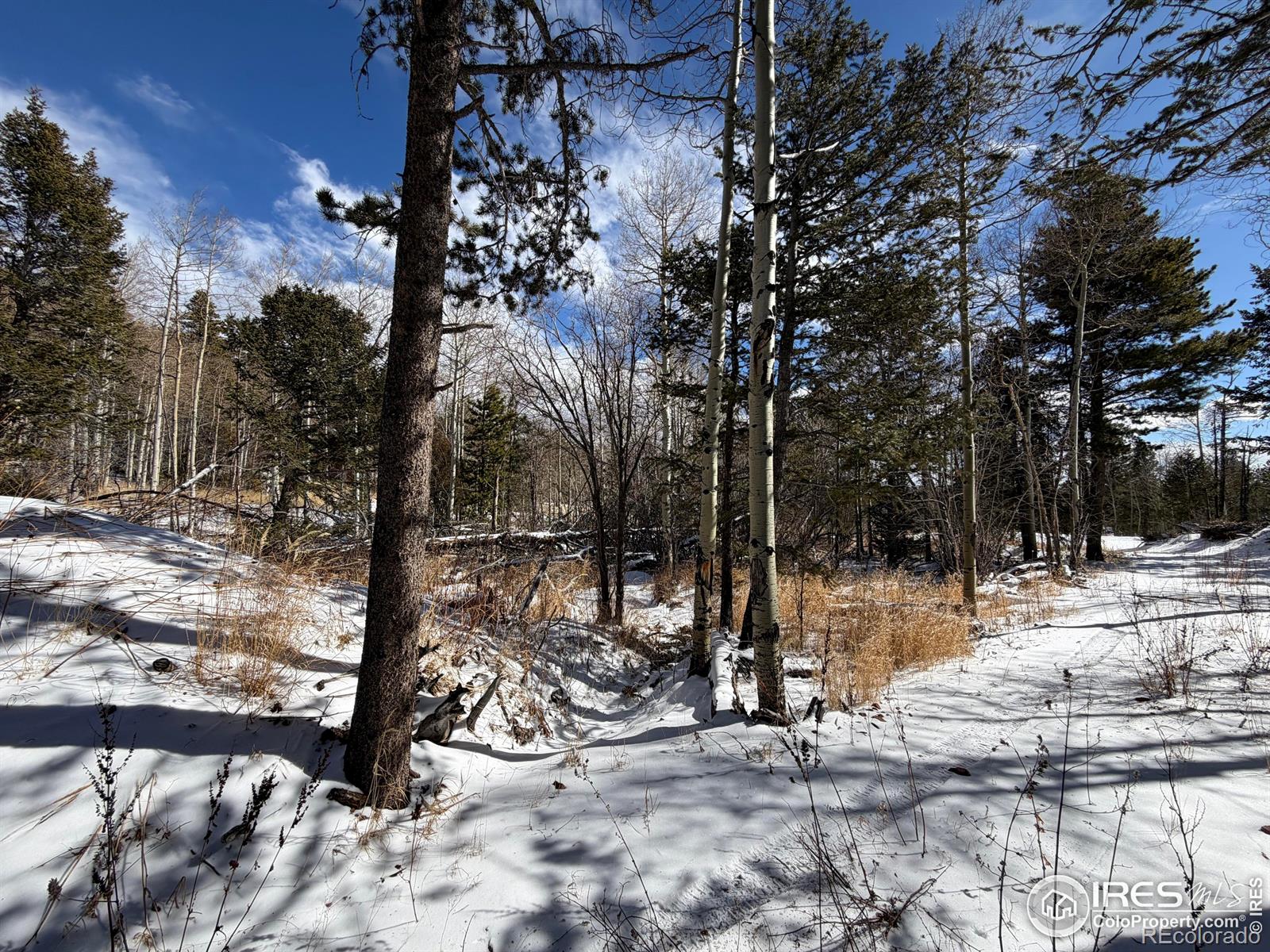 171 Spokane Court Red Feather Lakes CO 80545