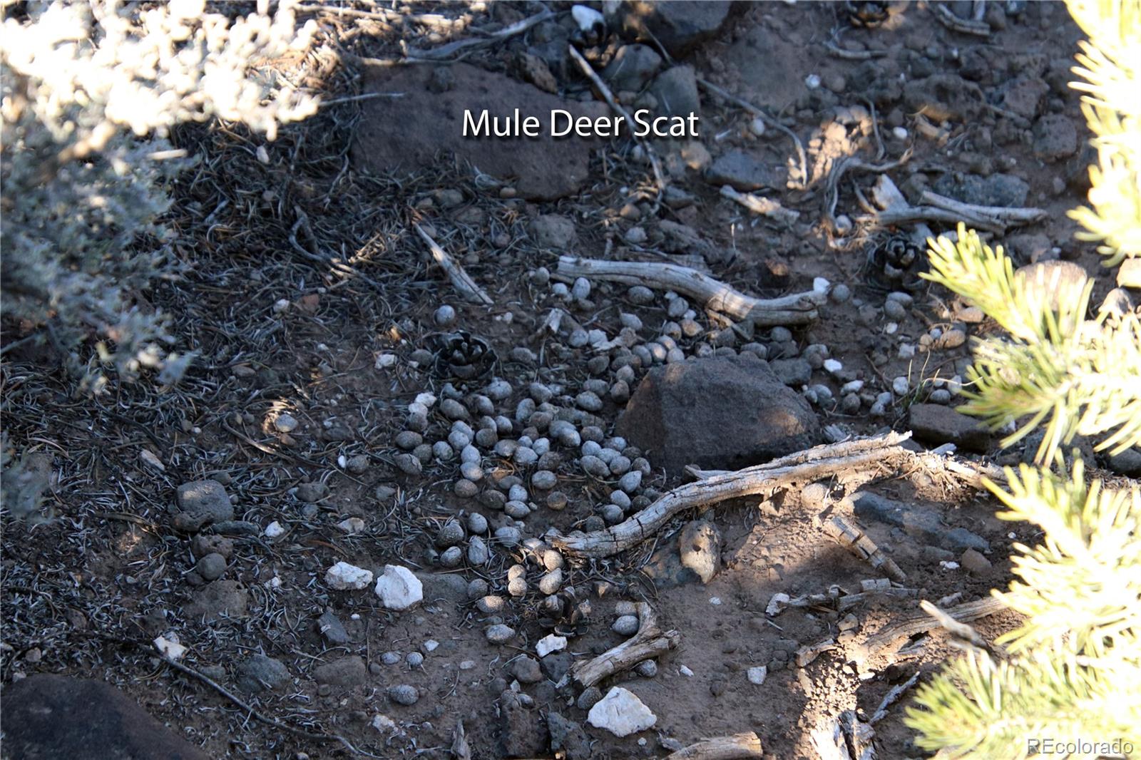 Lot 1 Largo Vista Drive San Luis CO 81152