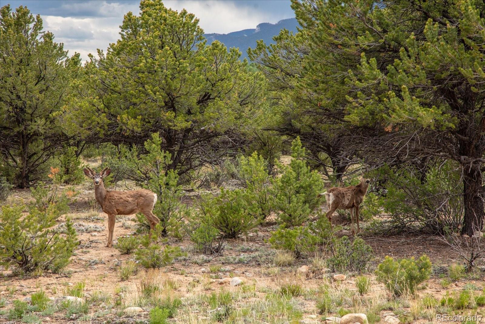 29274 Lakota Lane Buena Vista CO 81211