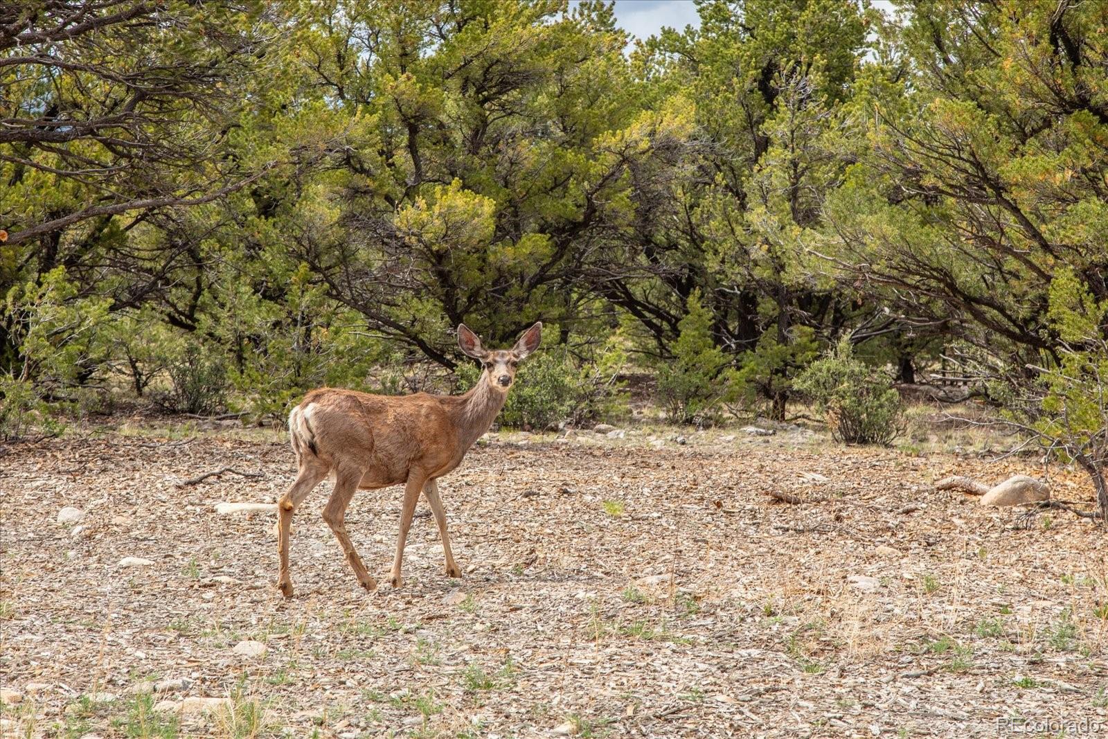 29274 Lakota Lane Buena Vista CO 81211