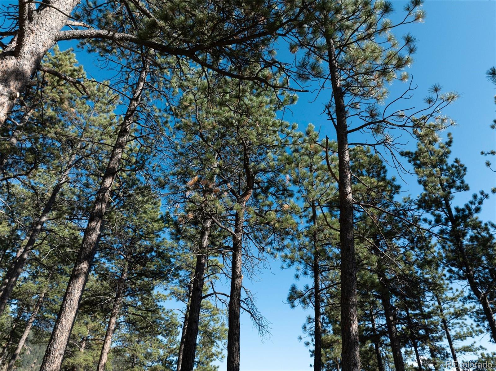 270 Thunder Ridge Drive Woodland Park CO 80863